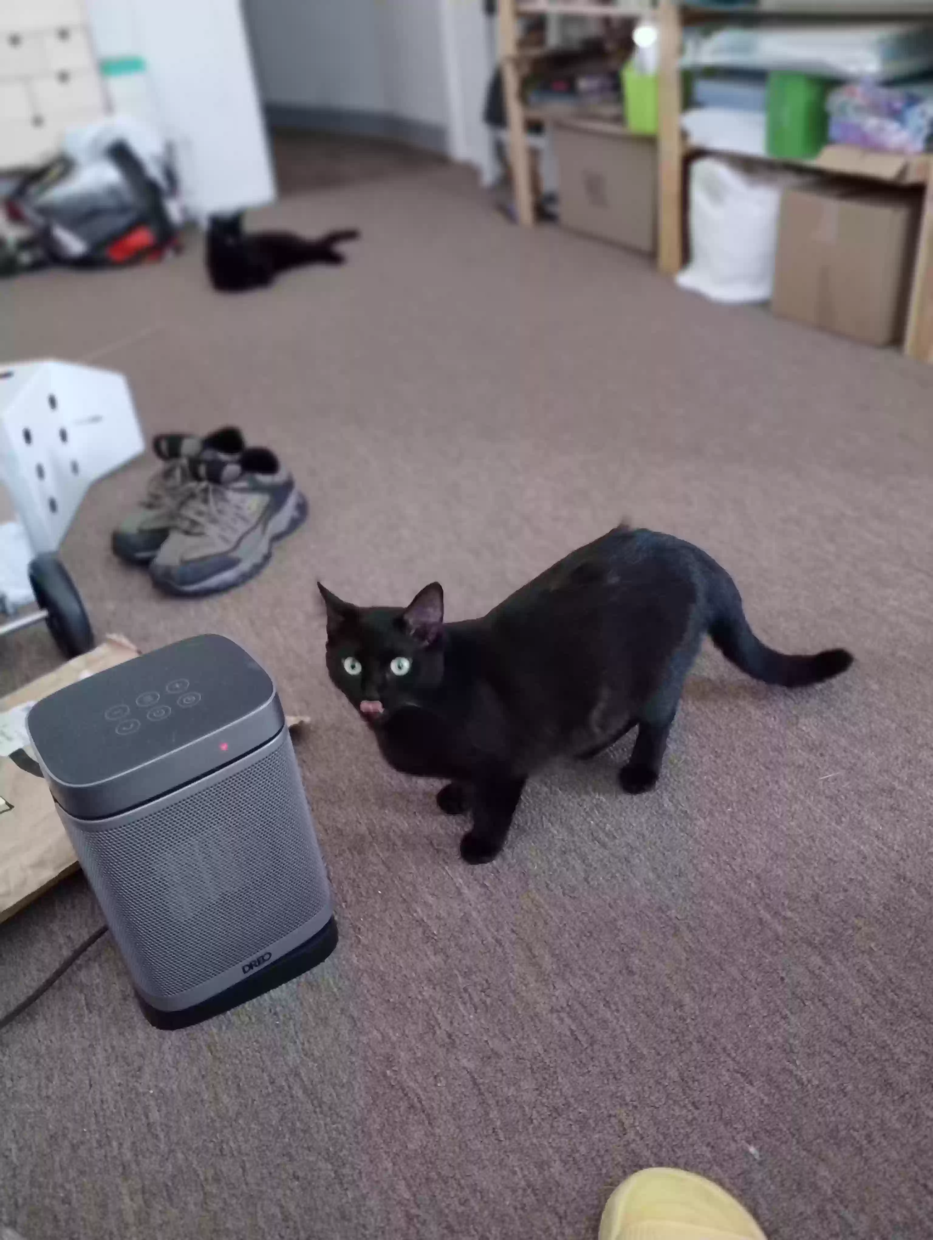 adoptable Cat in Los Angeles,CA named Dinky, Hissy, & Shelly