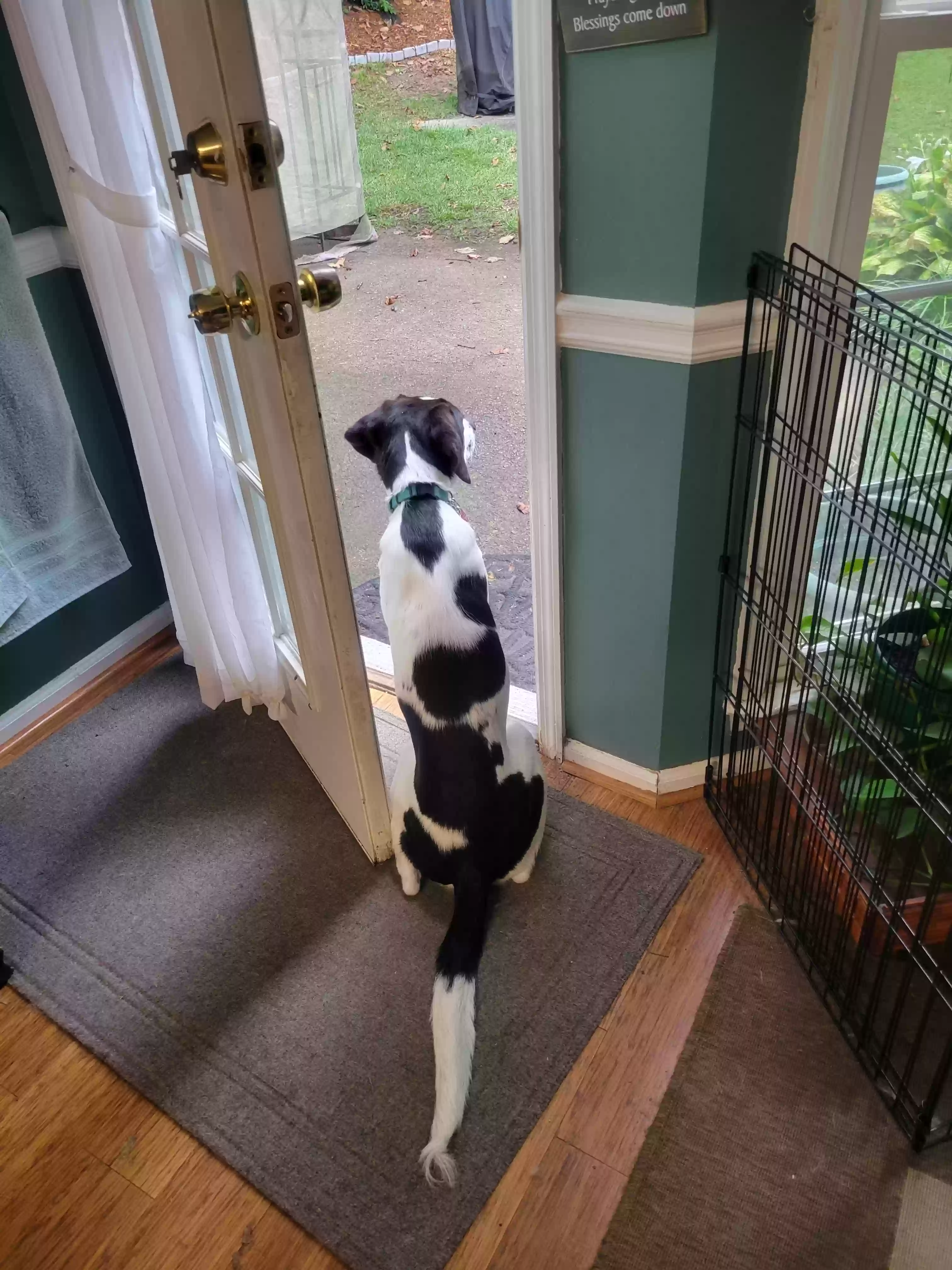 adoptable Dog in Powder Springs,GA named Dougie