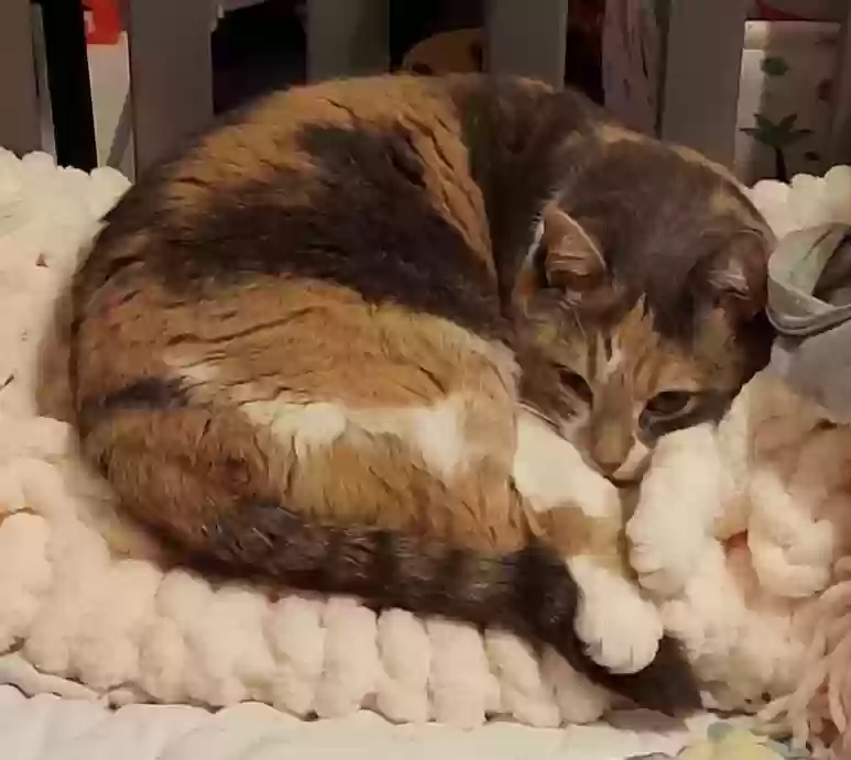 adoptable Cat in Joliet,IL named Eliza