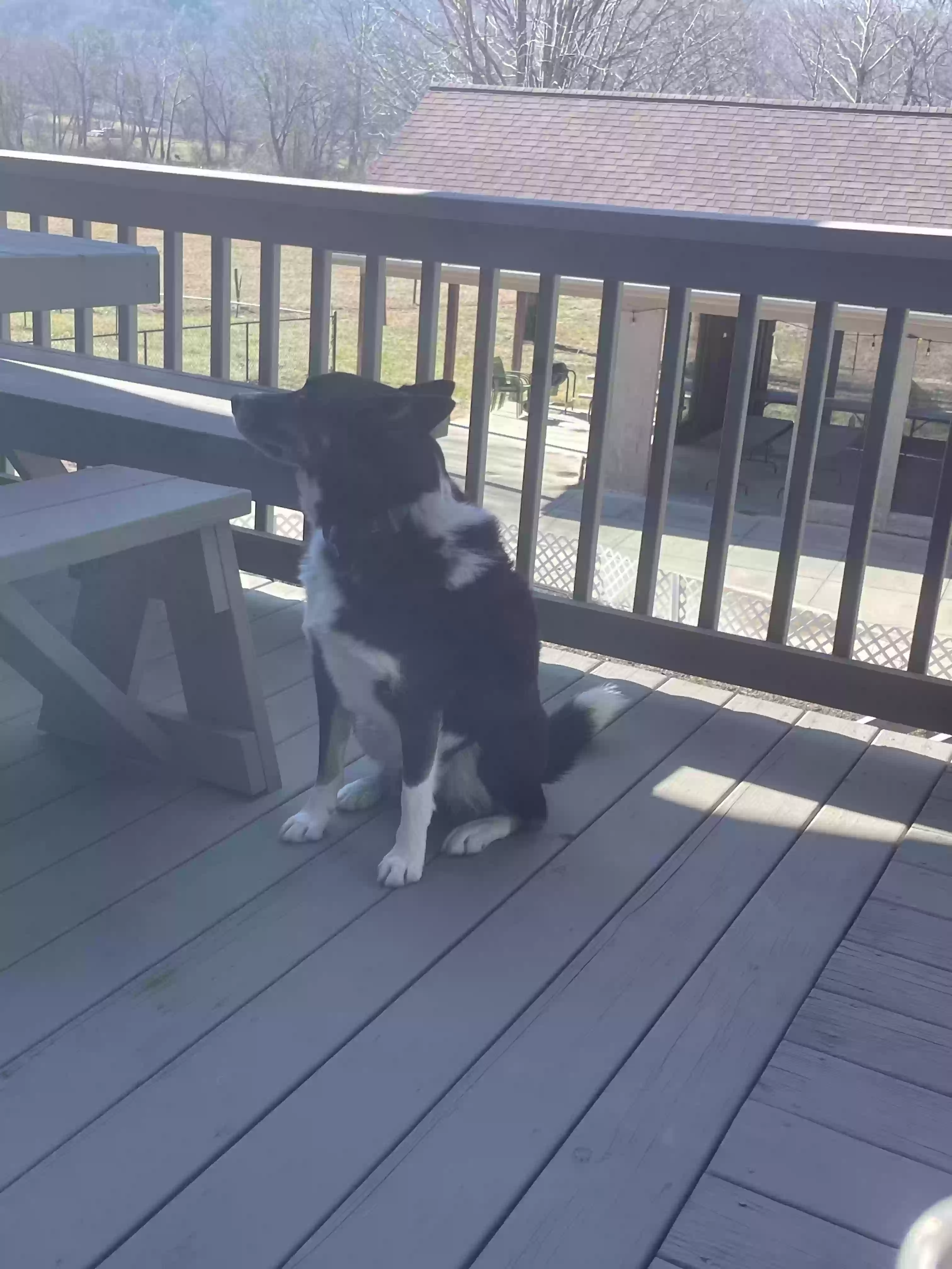 adoptable Dog in Pisgah Forest,NC named Turbo