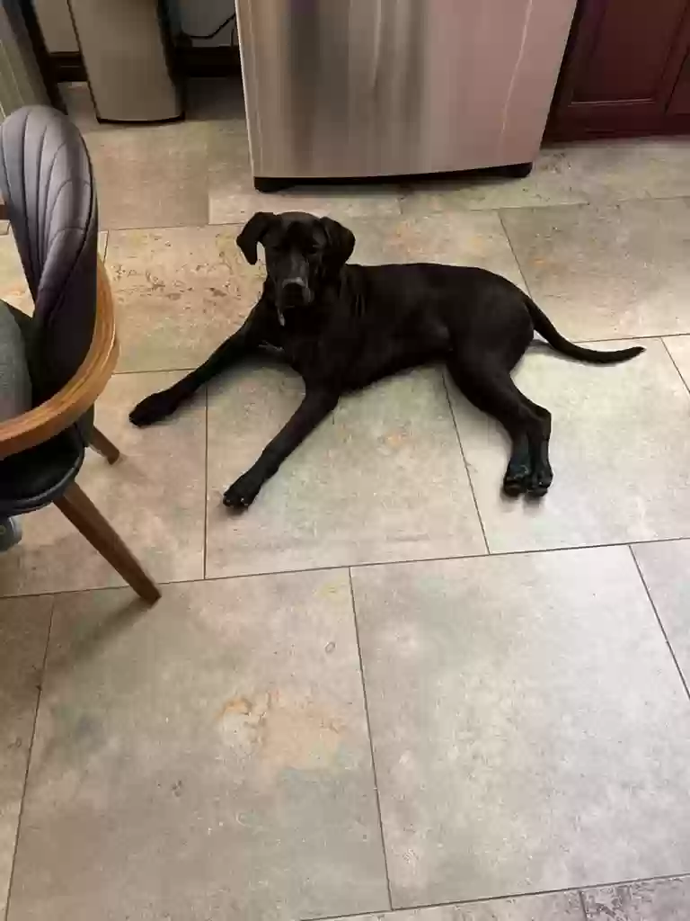 adoptable Dog in Los Angeles,CA named Pippa