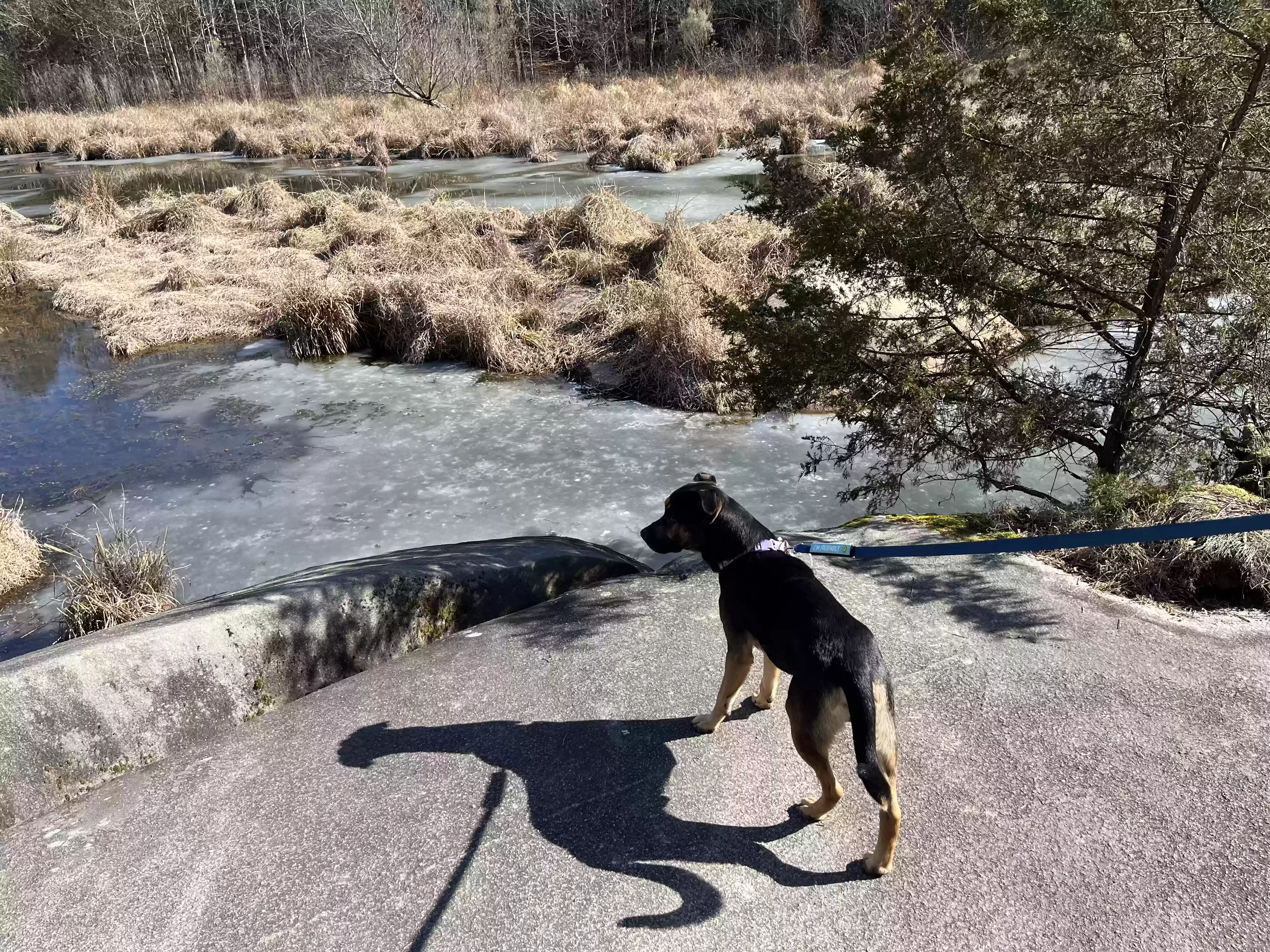adoptable Dog in Raleigh,NC named Houdini