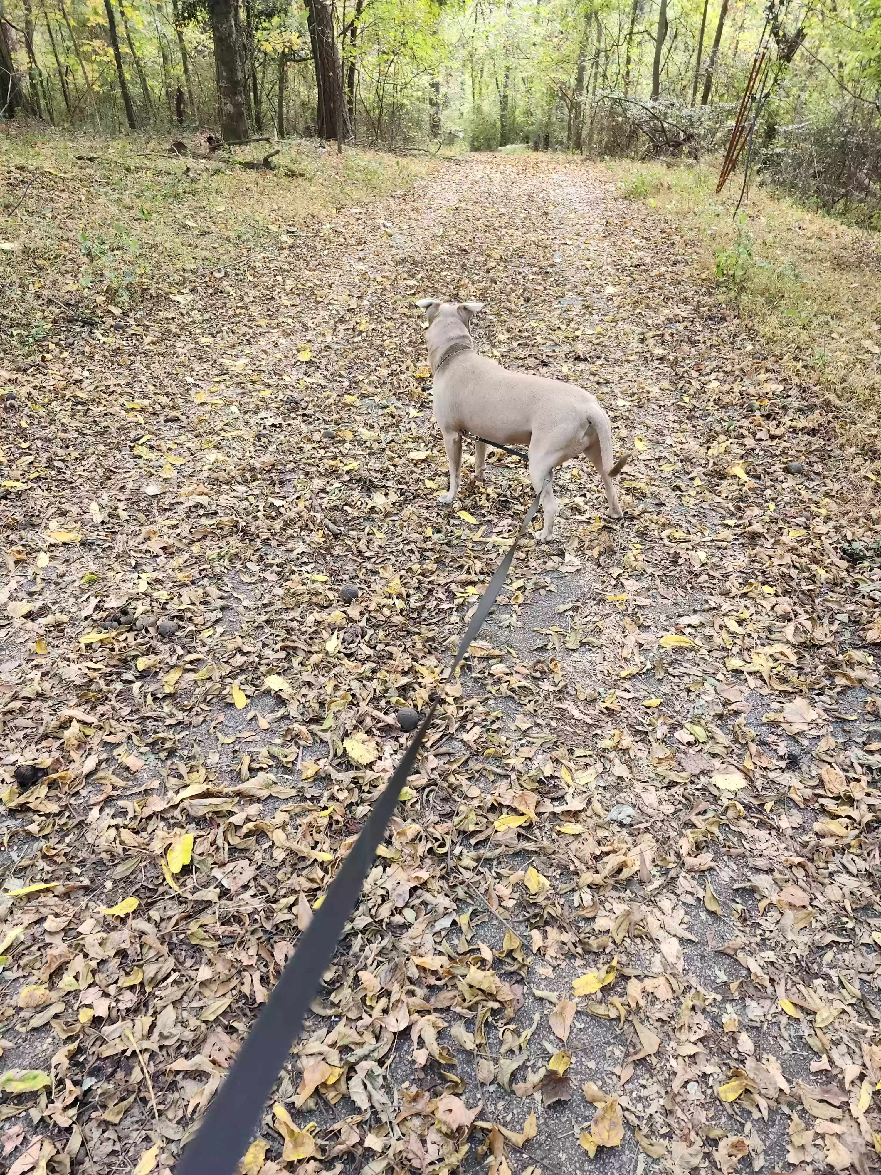 adoptable Dog in Decatur,GA named Direct