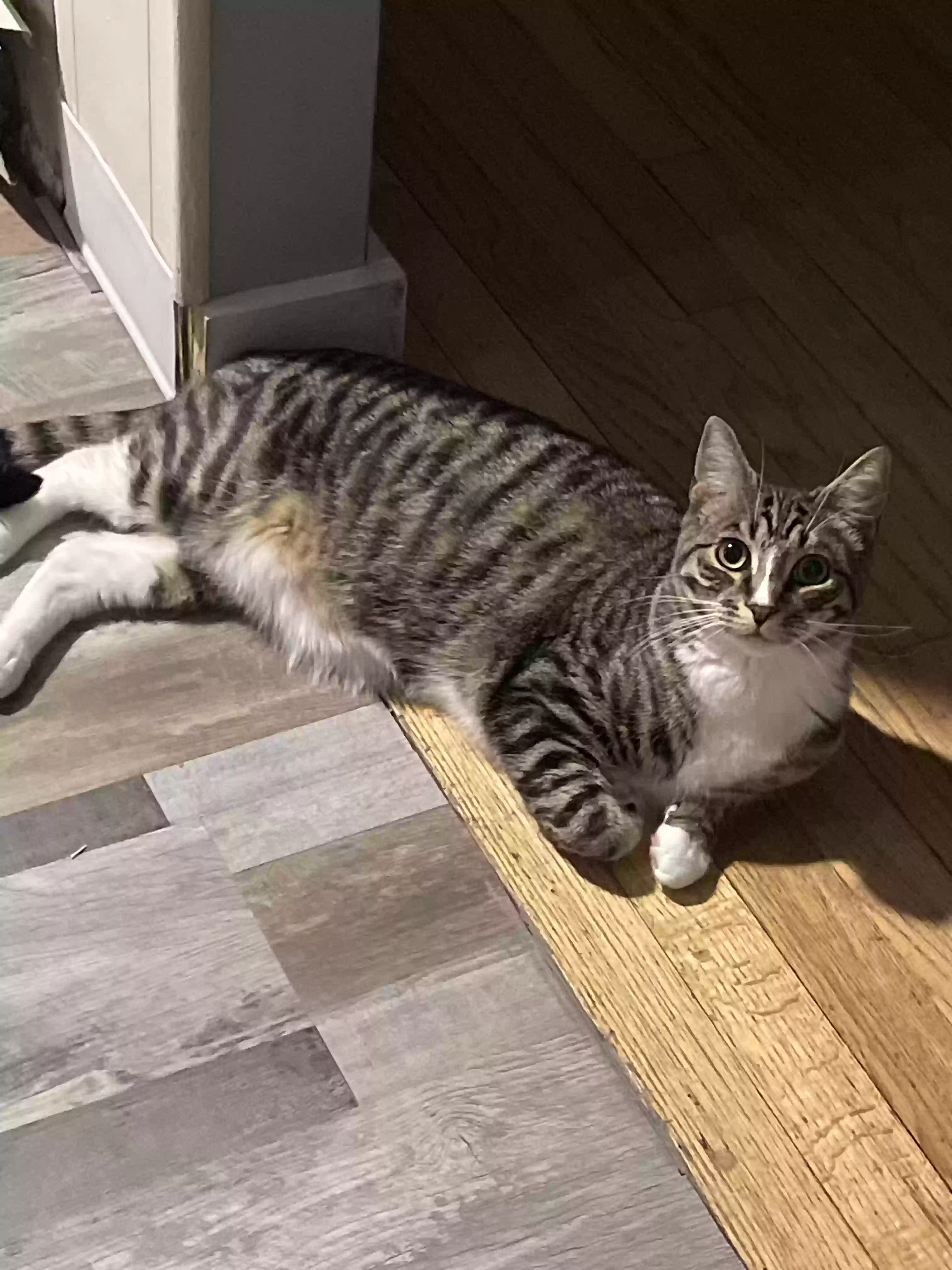 adoptable Cat in Farmingdale,NY named Finn