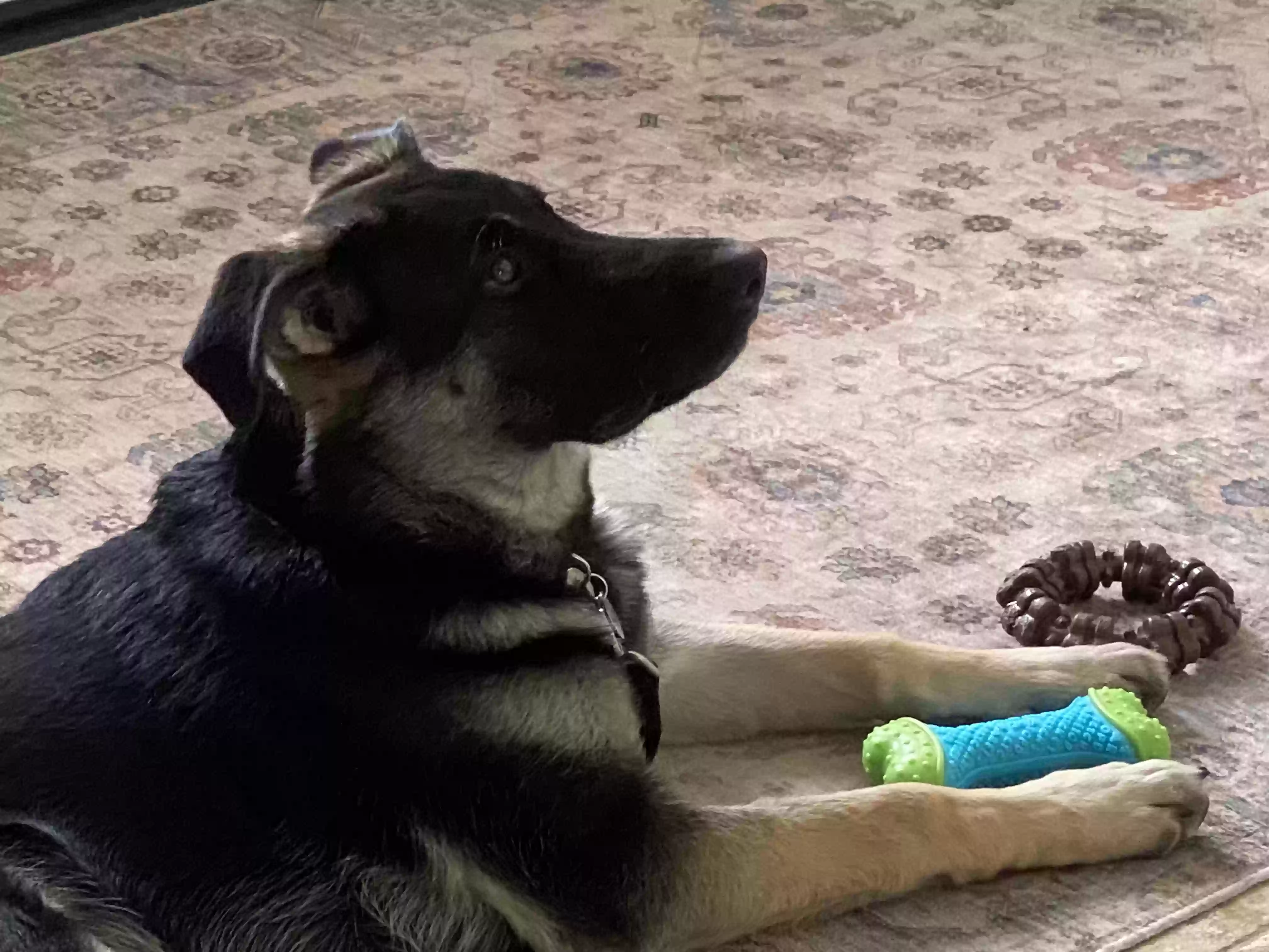 adoptable Dog in Palmdale,CA named Max