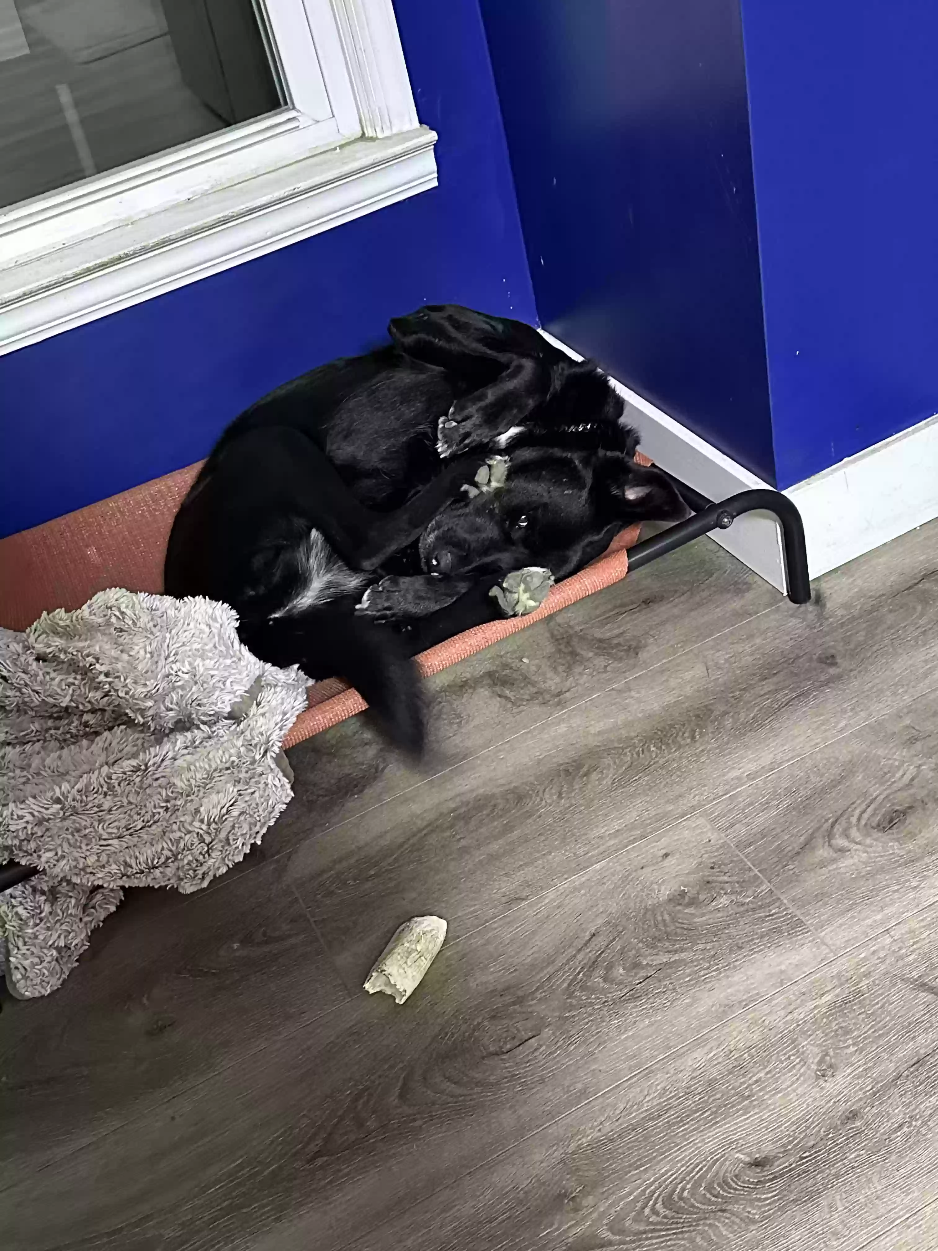 adoptable Dog in Garner,NC named Stormy