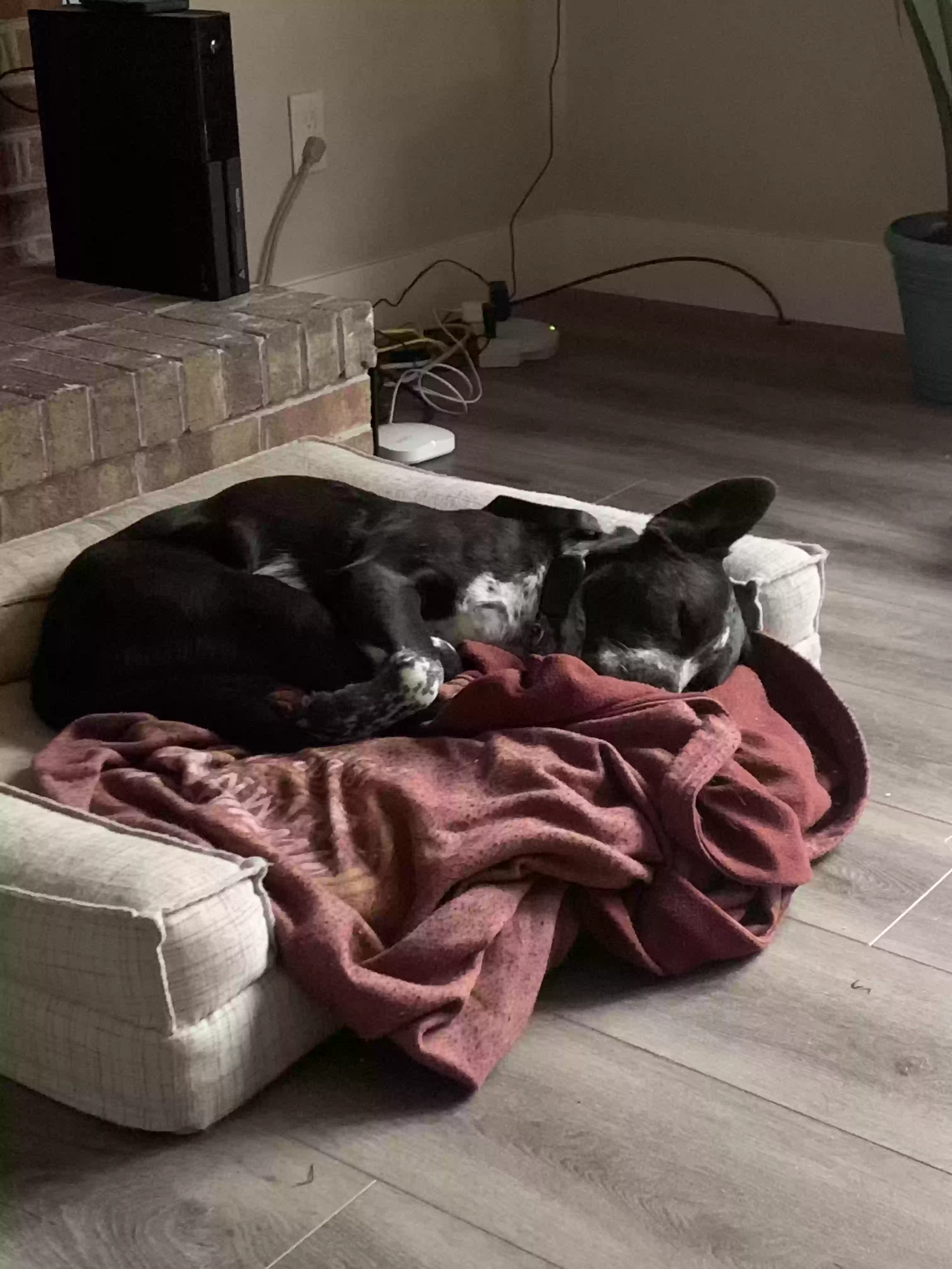 adoptable Dog in Garner,NC named Emma