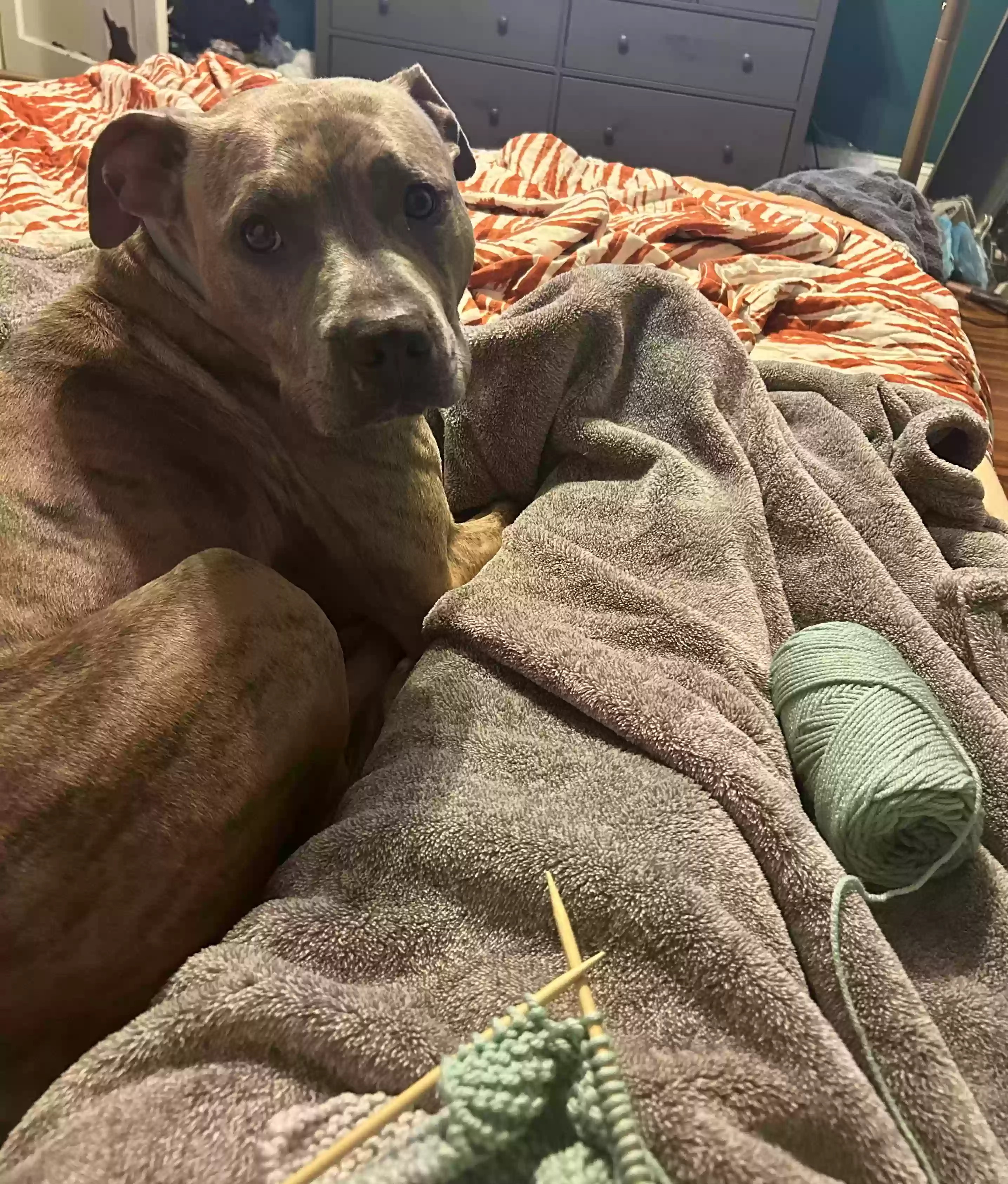 adoptable Dog in Lexington,NC named Migo