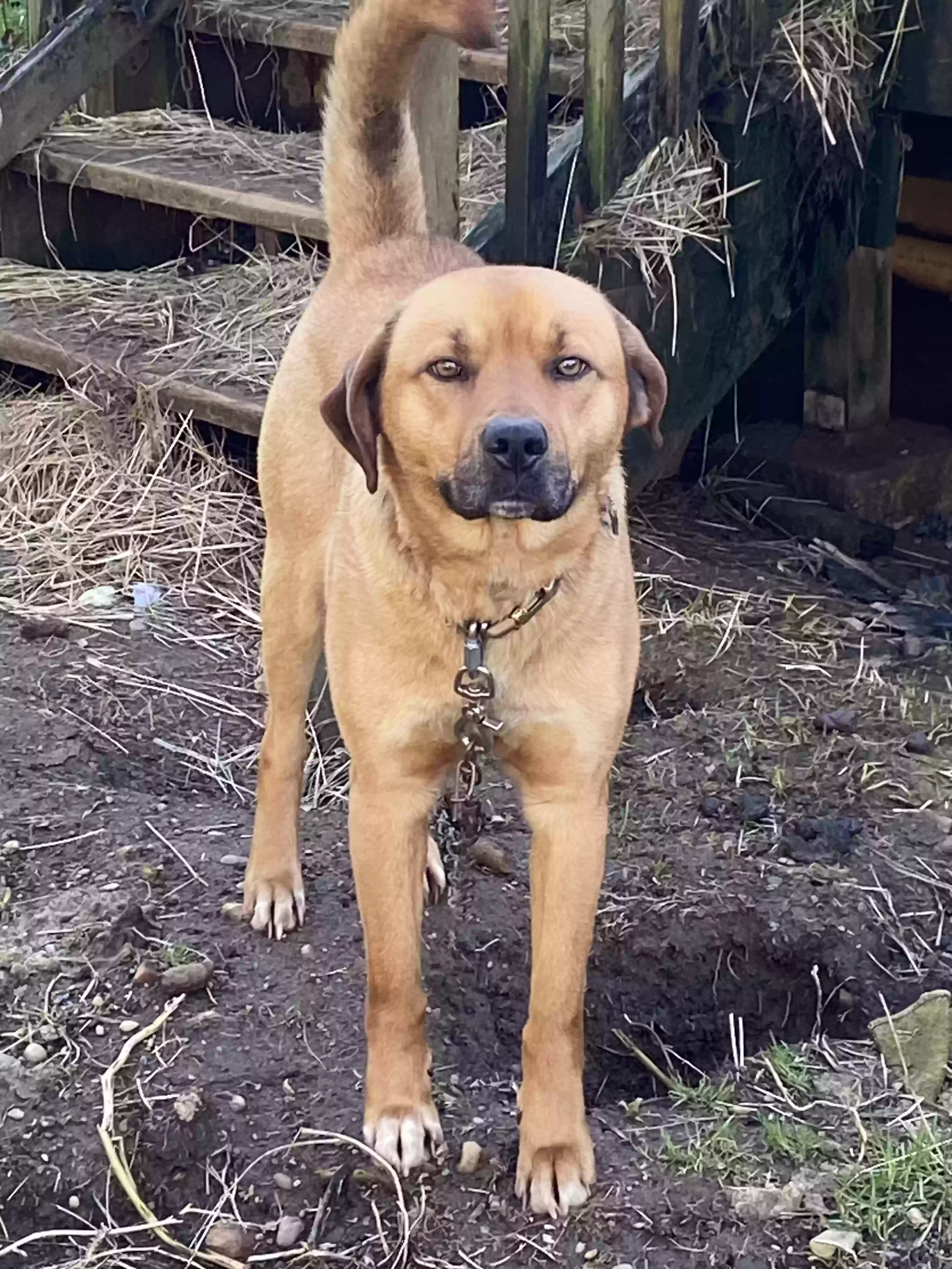 adoptable Dog in Copalis Crossing,WA named Amigo