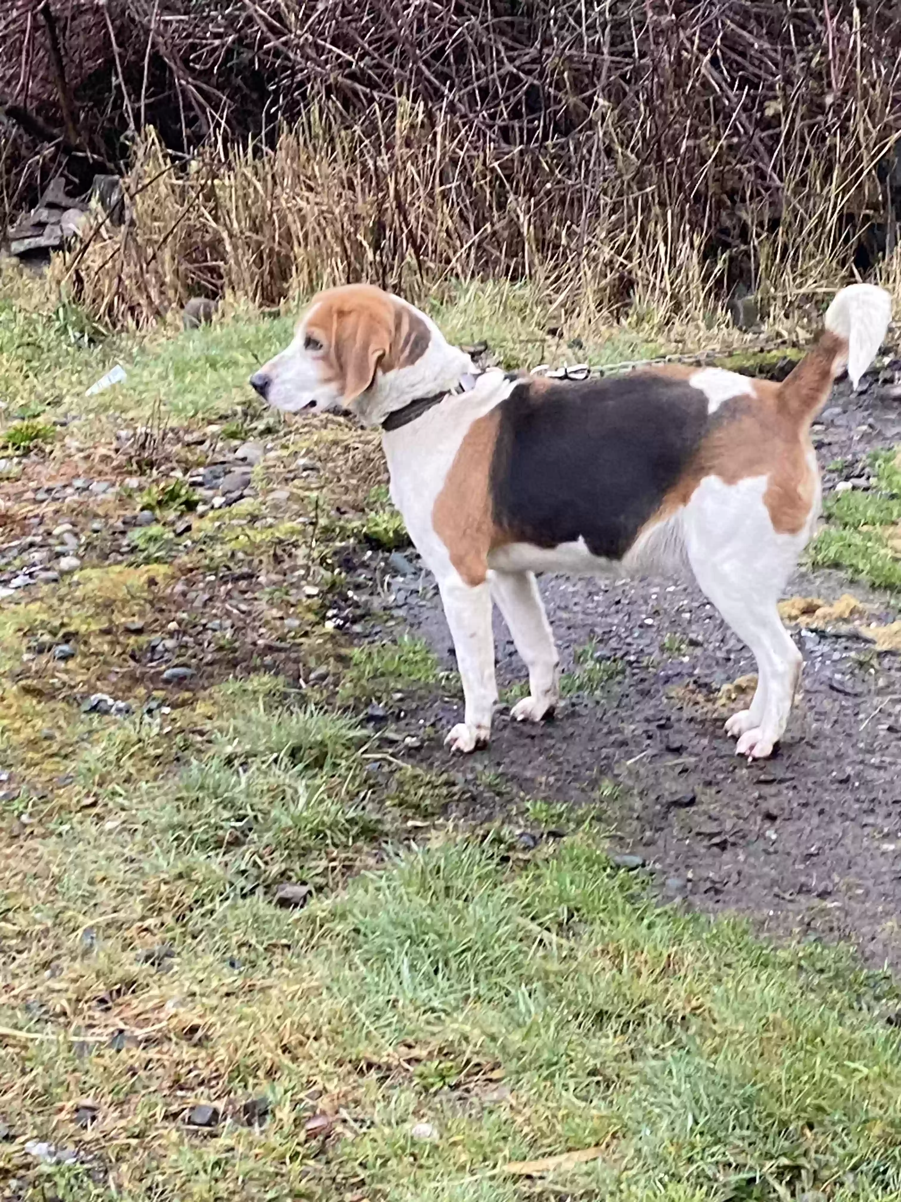 adoptable Dog in Copalis Crossing,WA named Soffie