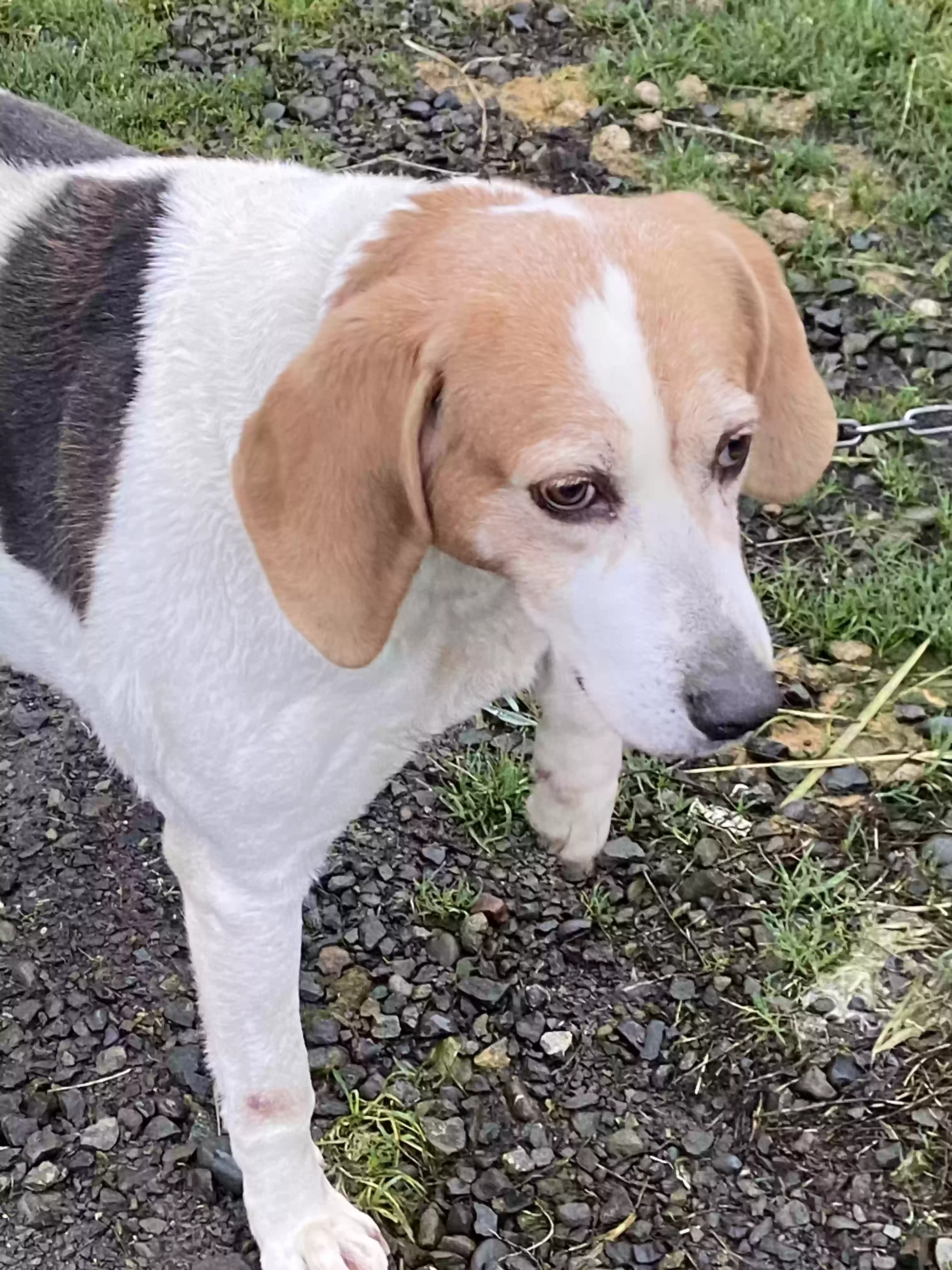 adoptable Dog in Copalis Crossing,WA named Aggie
