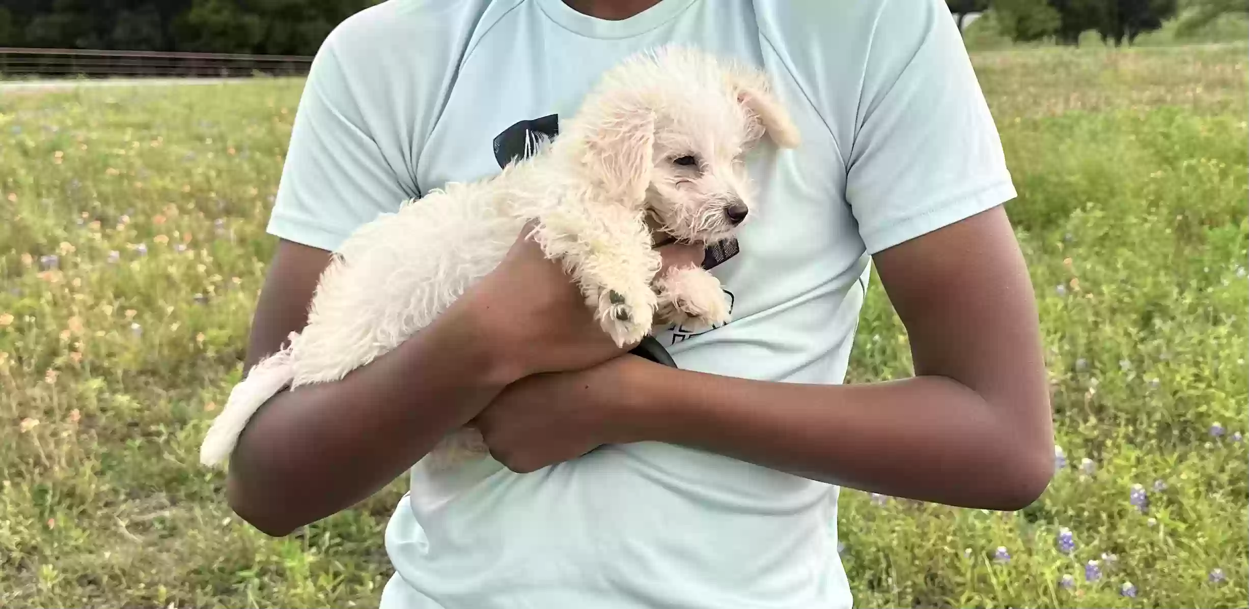 adoptable Dog in Mckinney,TX named Muffin