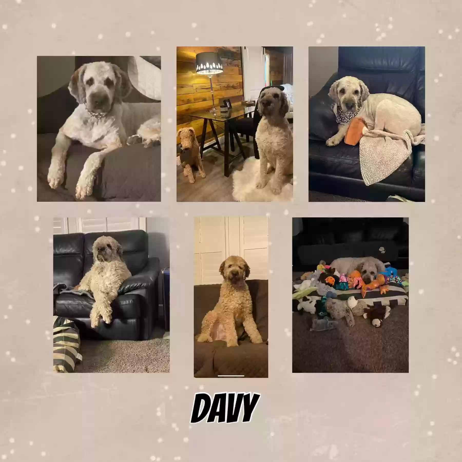 adoptable Dog in Fairview Heights,IL named Davy