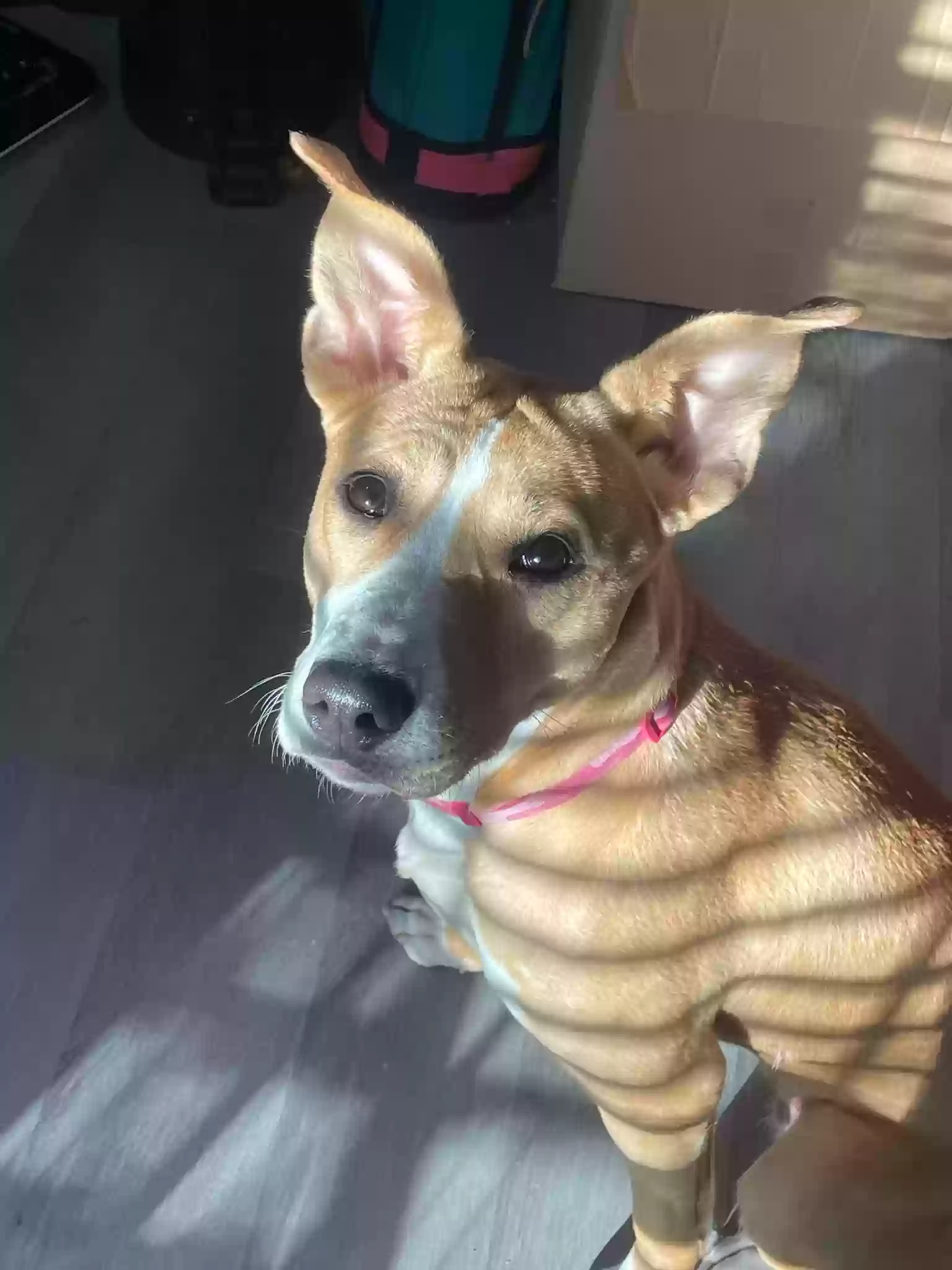adoptable Dog in Alpharetta,GA named Sade