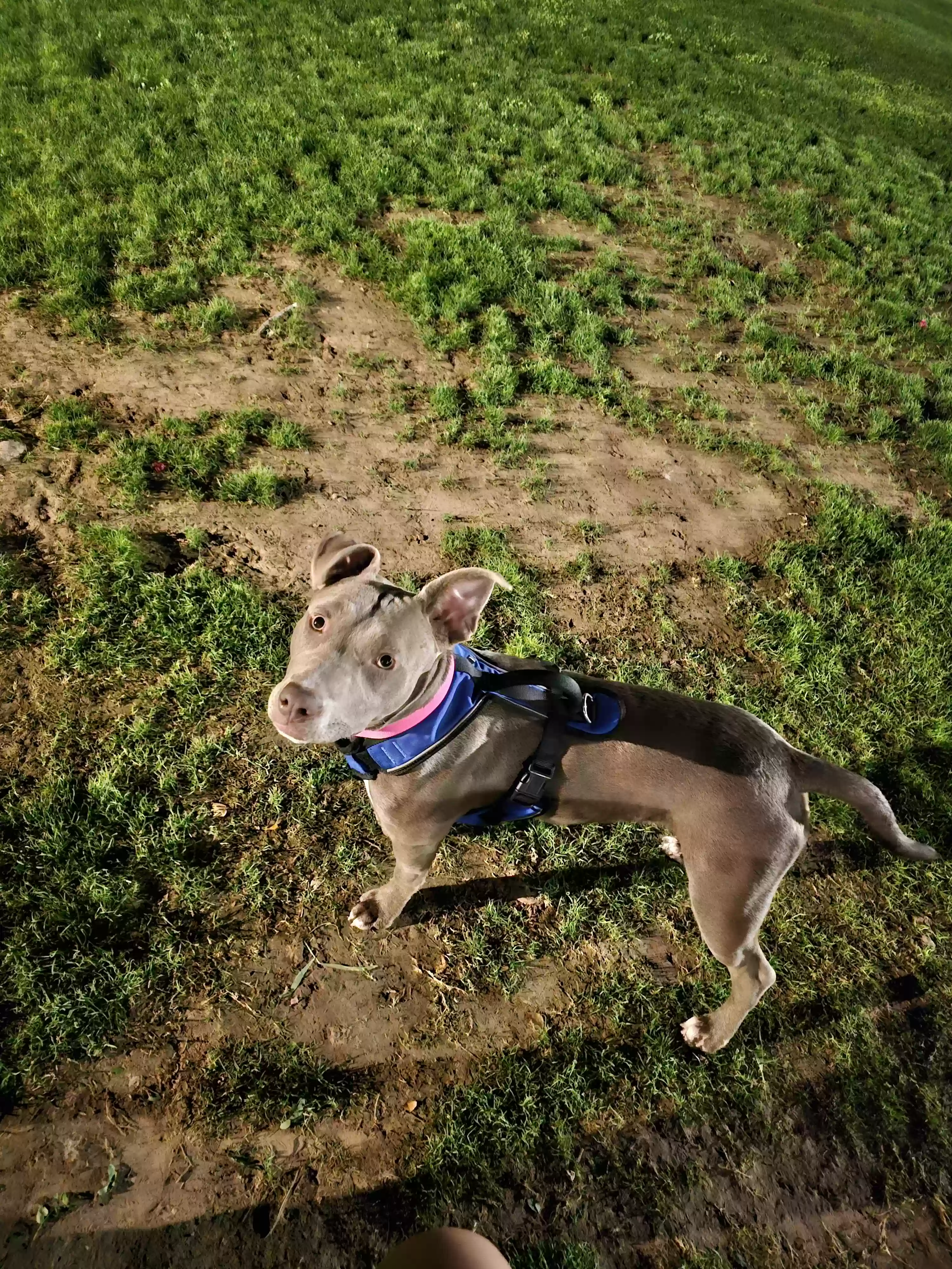 adoptable Dog in Mesa,AZ named Sweetie