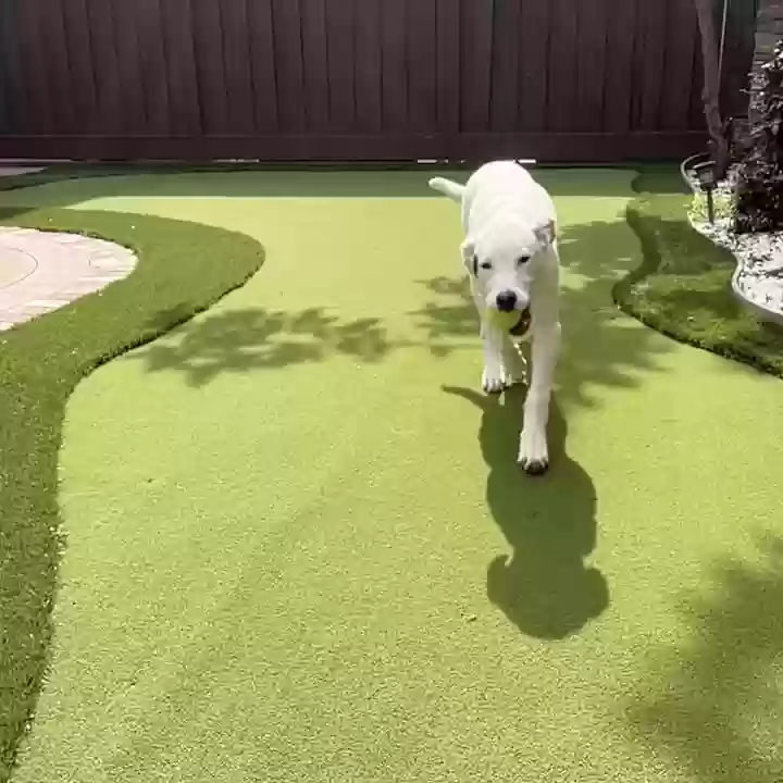 adoptable Dog in San Ramon,CA named Bunny