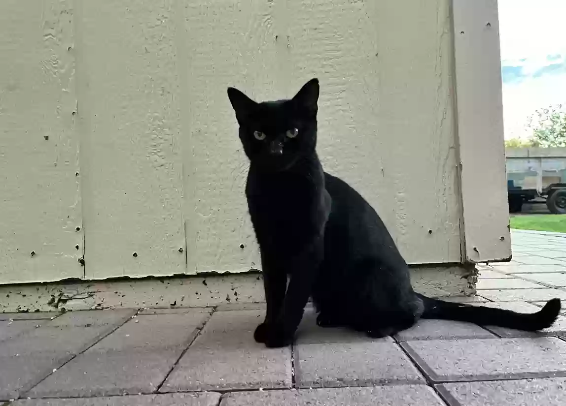 adoptable Cat in Waddell,AZ named Pepper