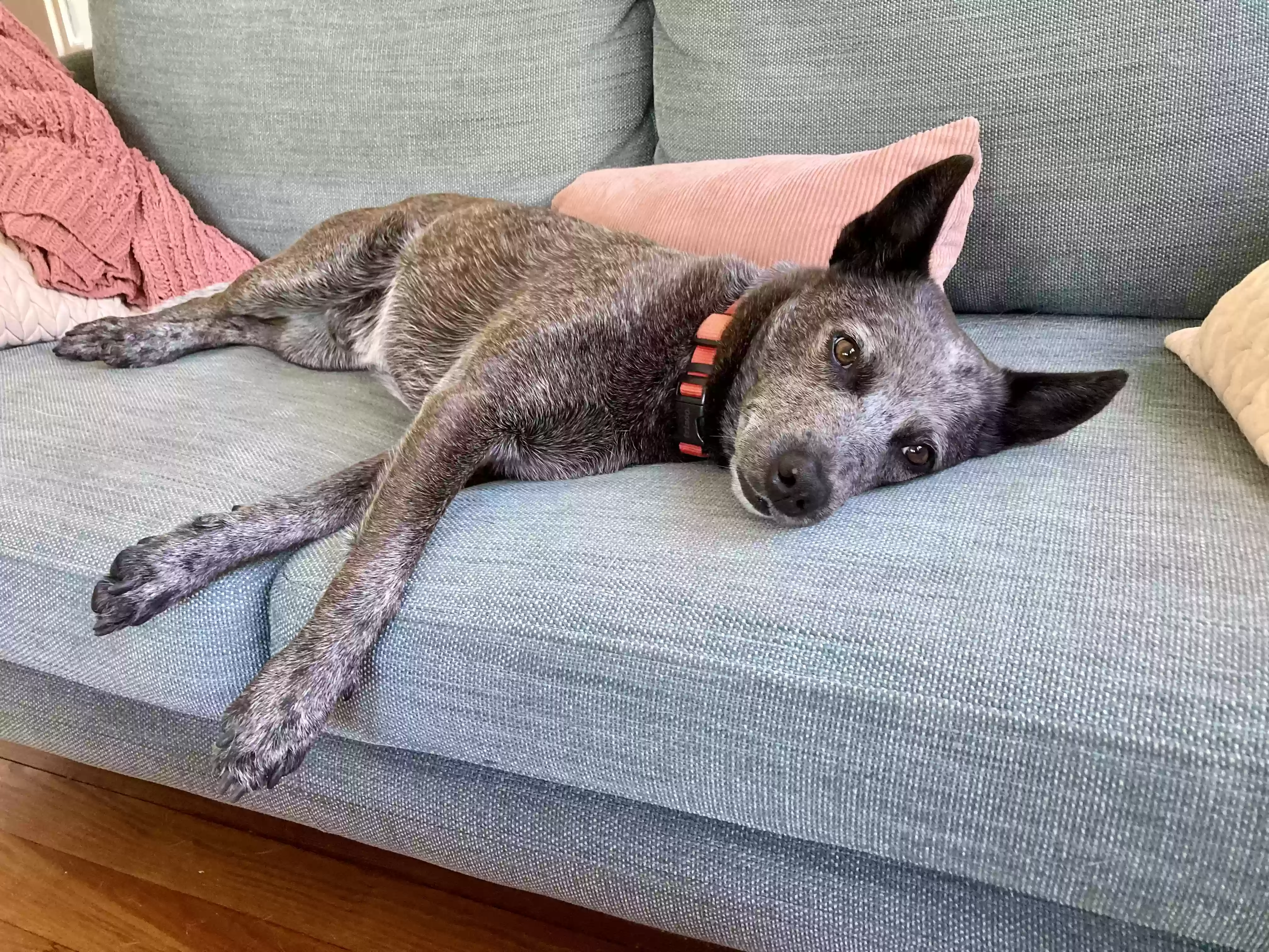 adoptable Dog in Charlotte,NC named Remy