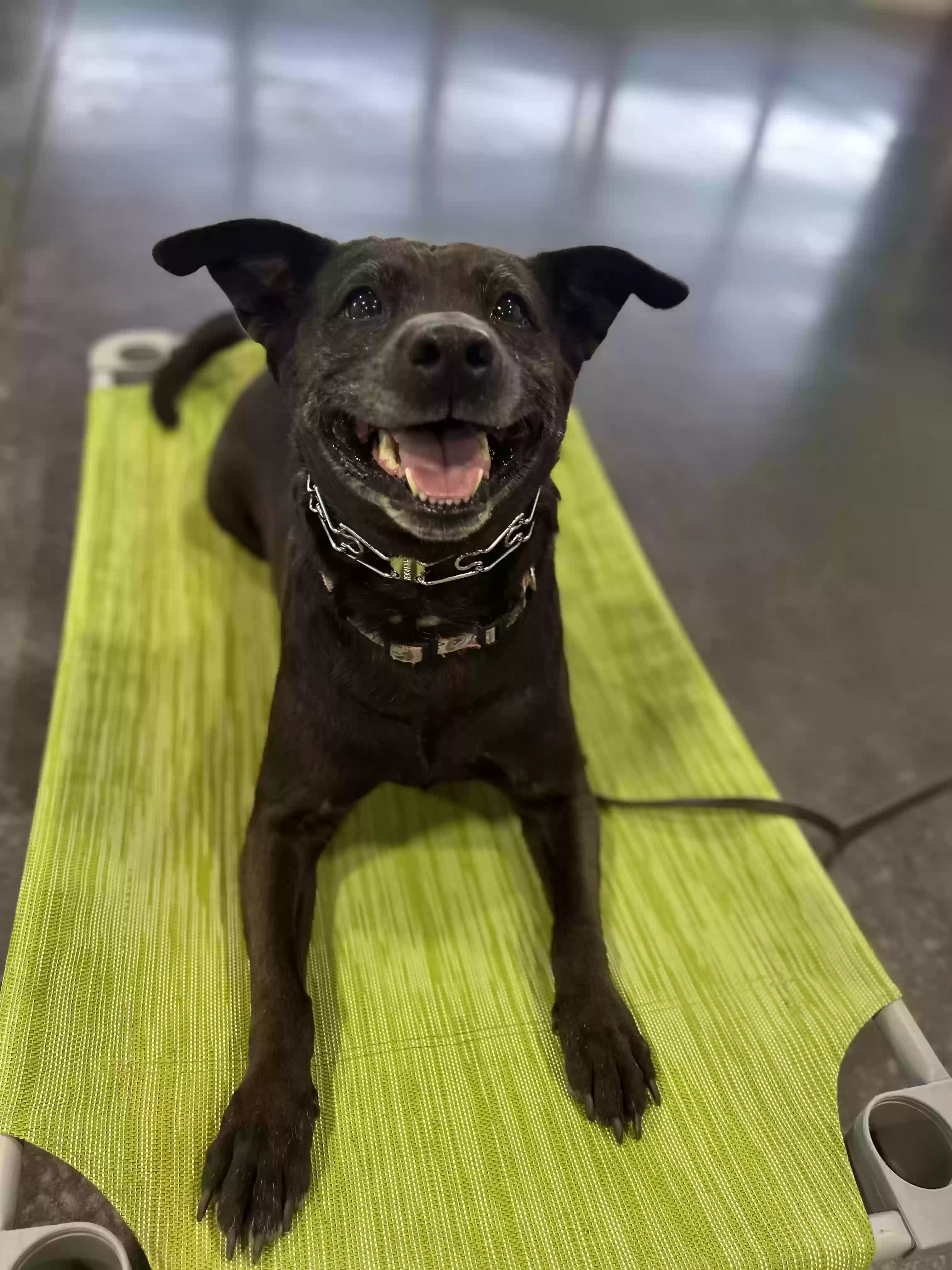 adoptable Dog in Conway,AR named Luna