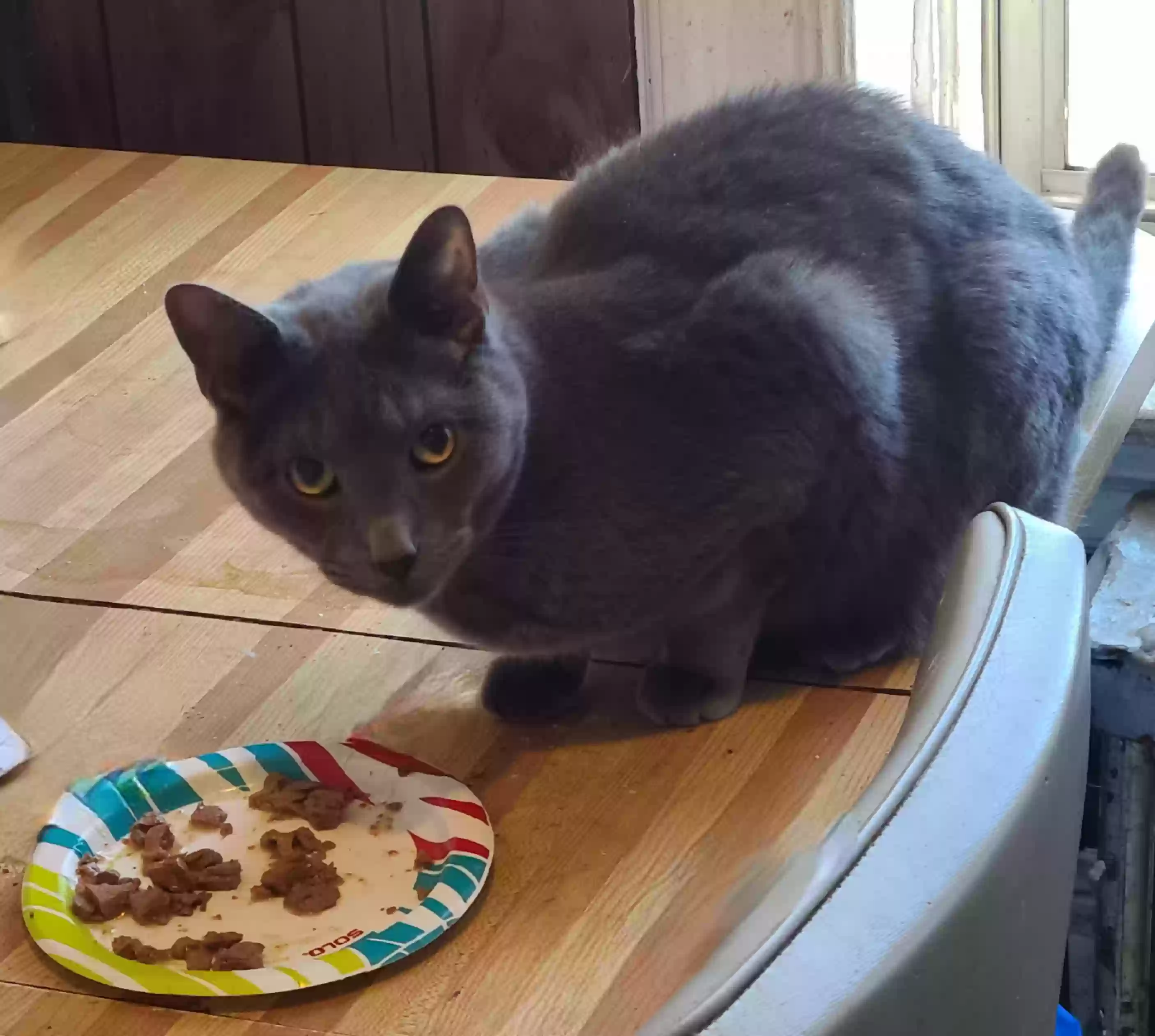 adoptable Cat in Brooklyn,NY named Ferghus