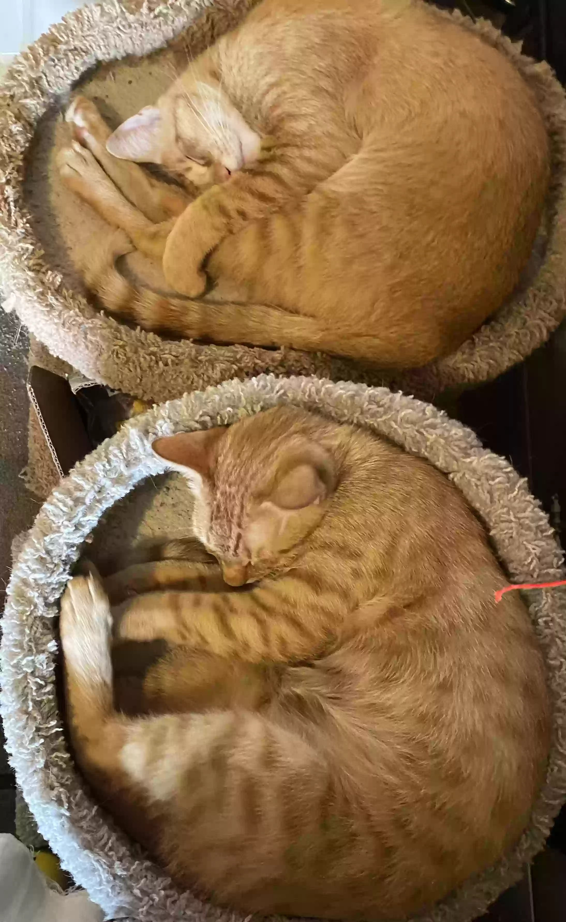 adoptable Cat in Orland,CA named Fatty      Rafiki & Buddy