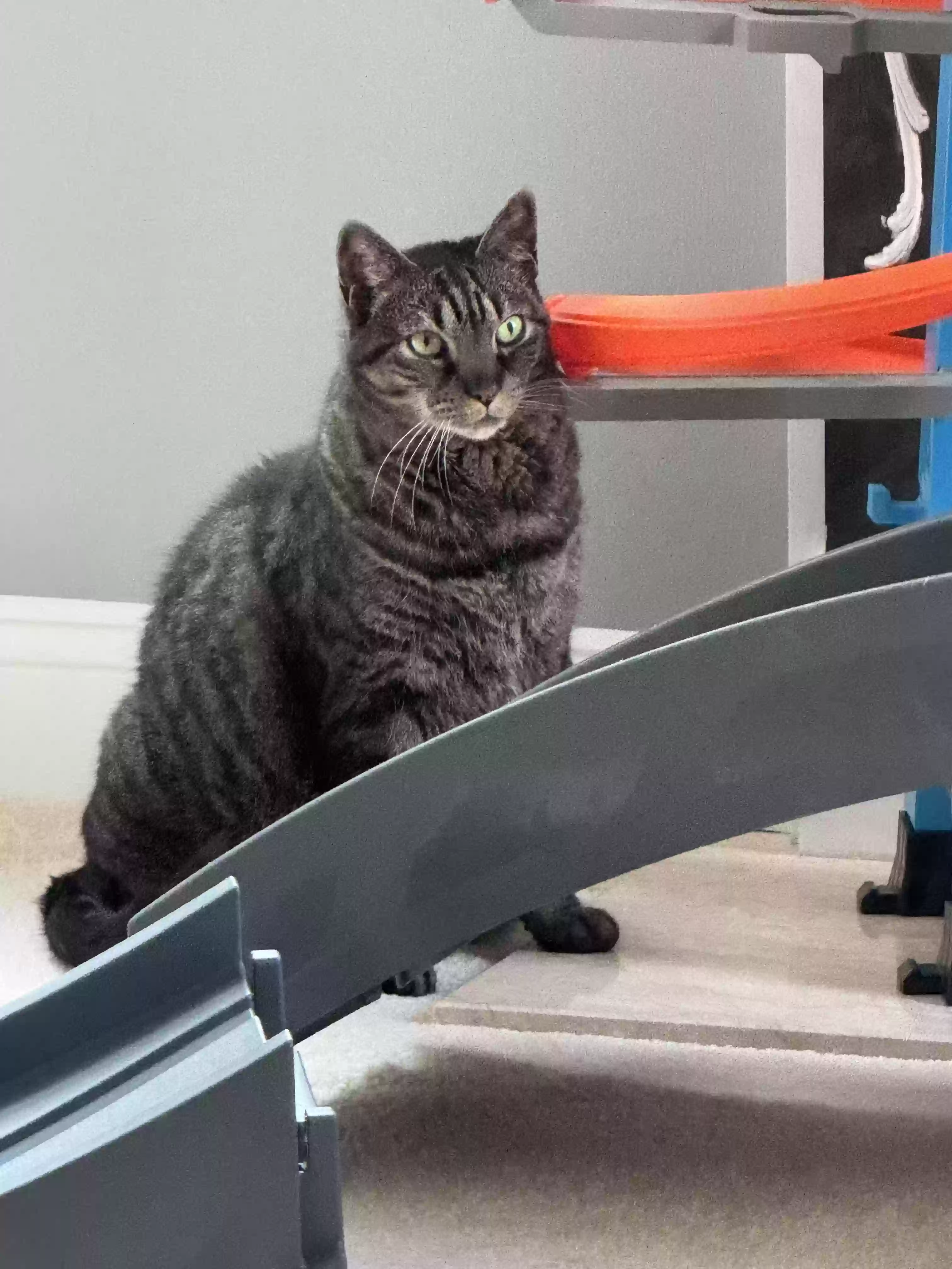 adoptable Cat in Mullica Hill,NJ named Tito