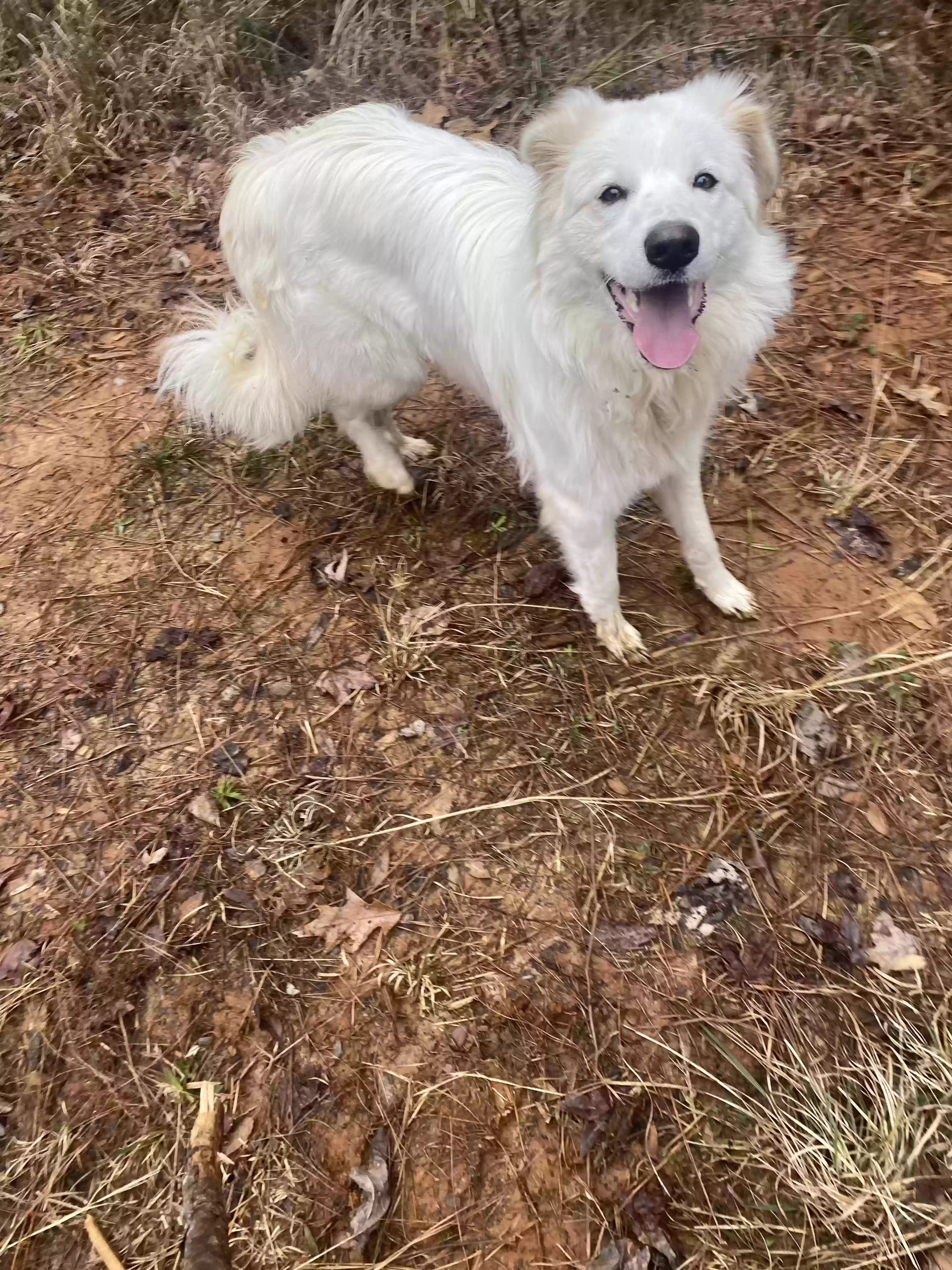 adoptable Dog in Tiplersville,MS named Shadow