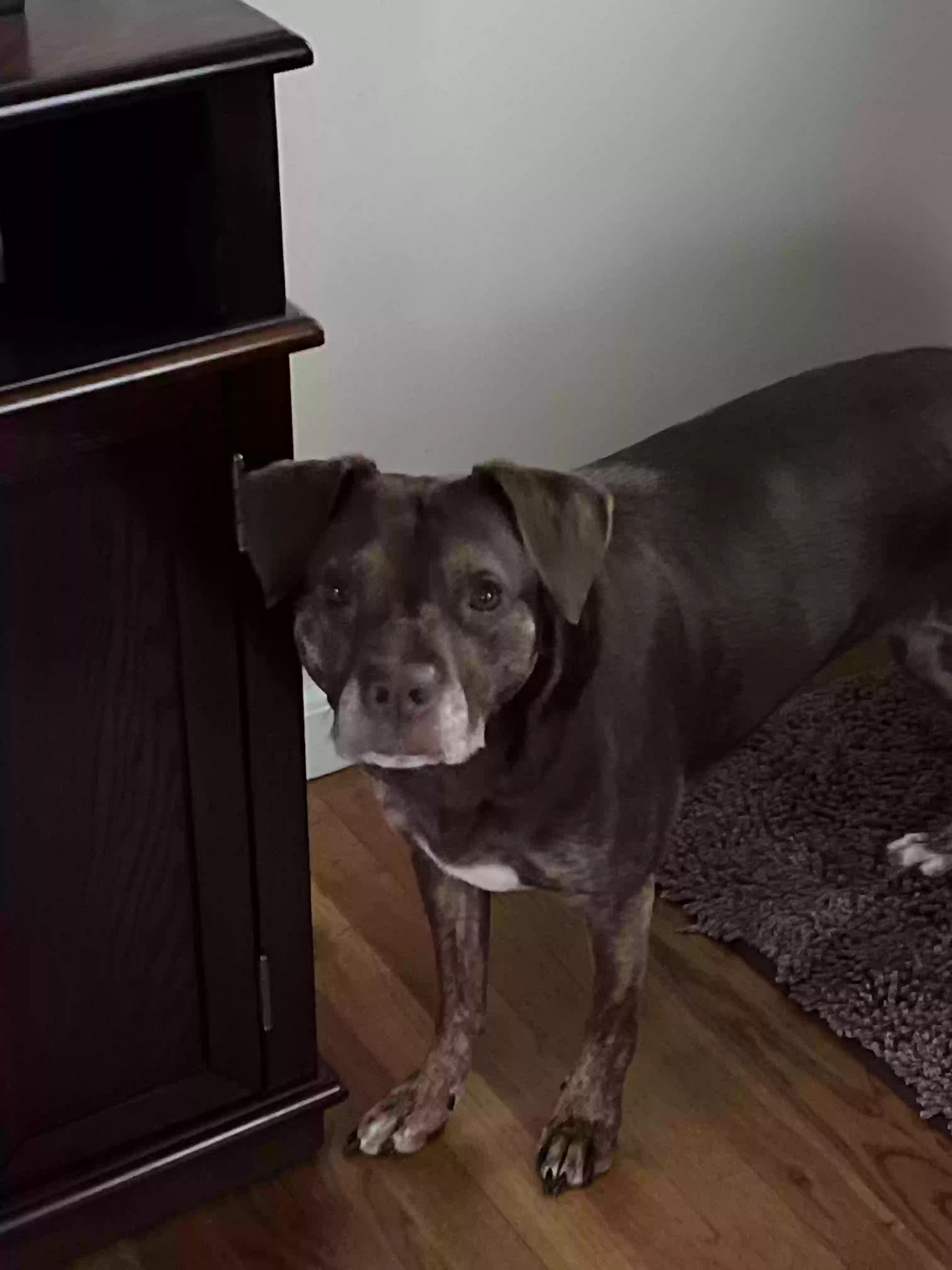 adoptable Dog in Royal Oak,MI named Bailey
