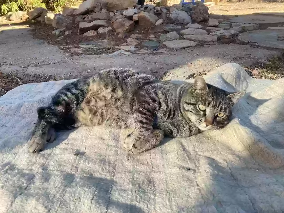 adoptable Cat in Sasabe,AZ named Jefe