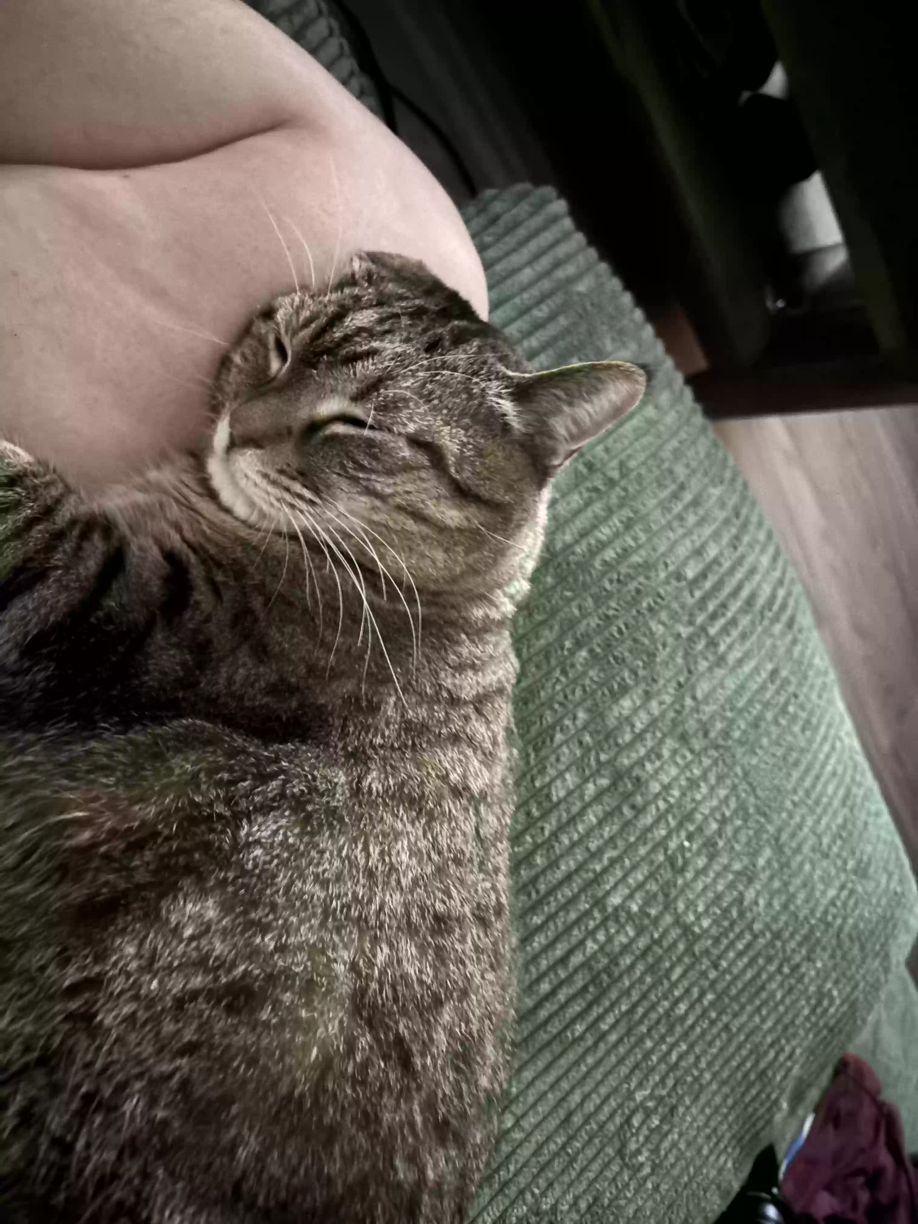 adoptable Cat in Indianapolis,IN named Ollie