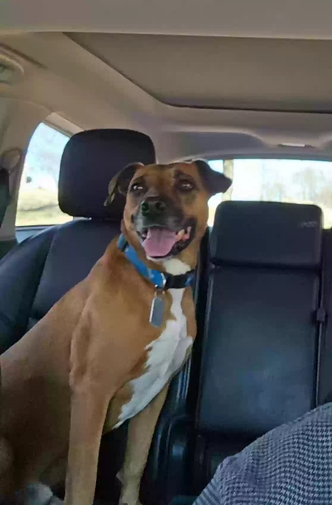 adoptable Dog in Clarkesville,GA named buster