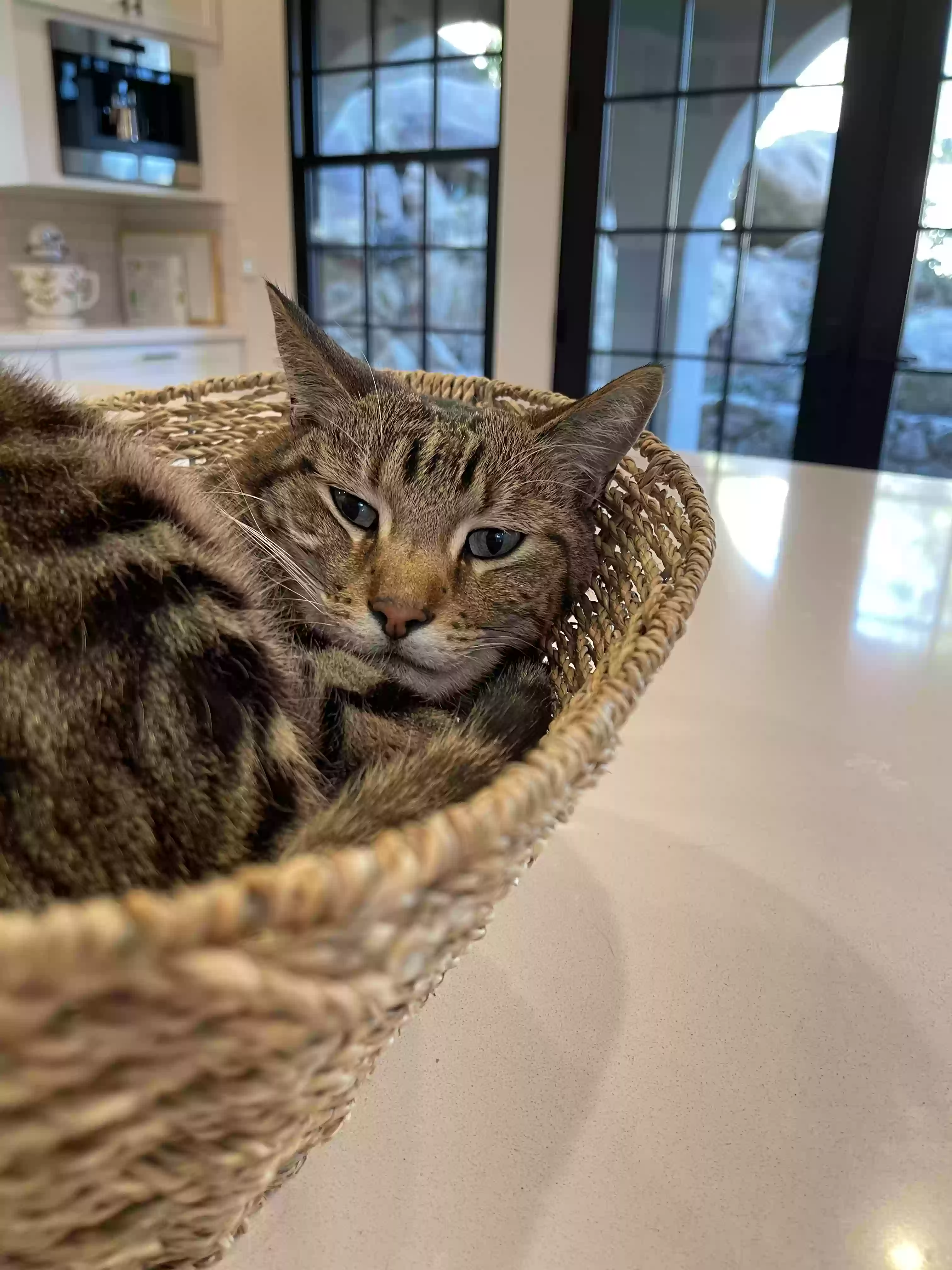adoptable Cat in Prescott,AZ named Tate
