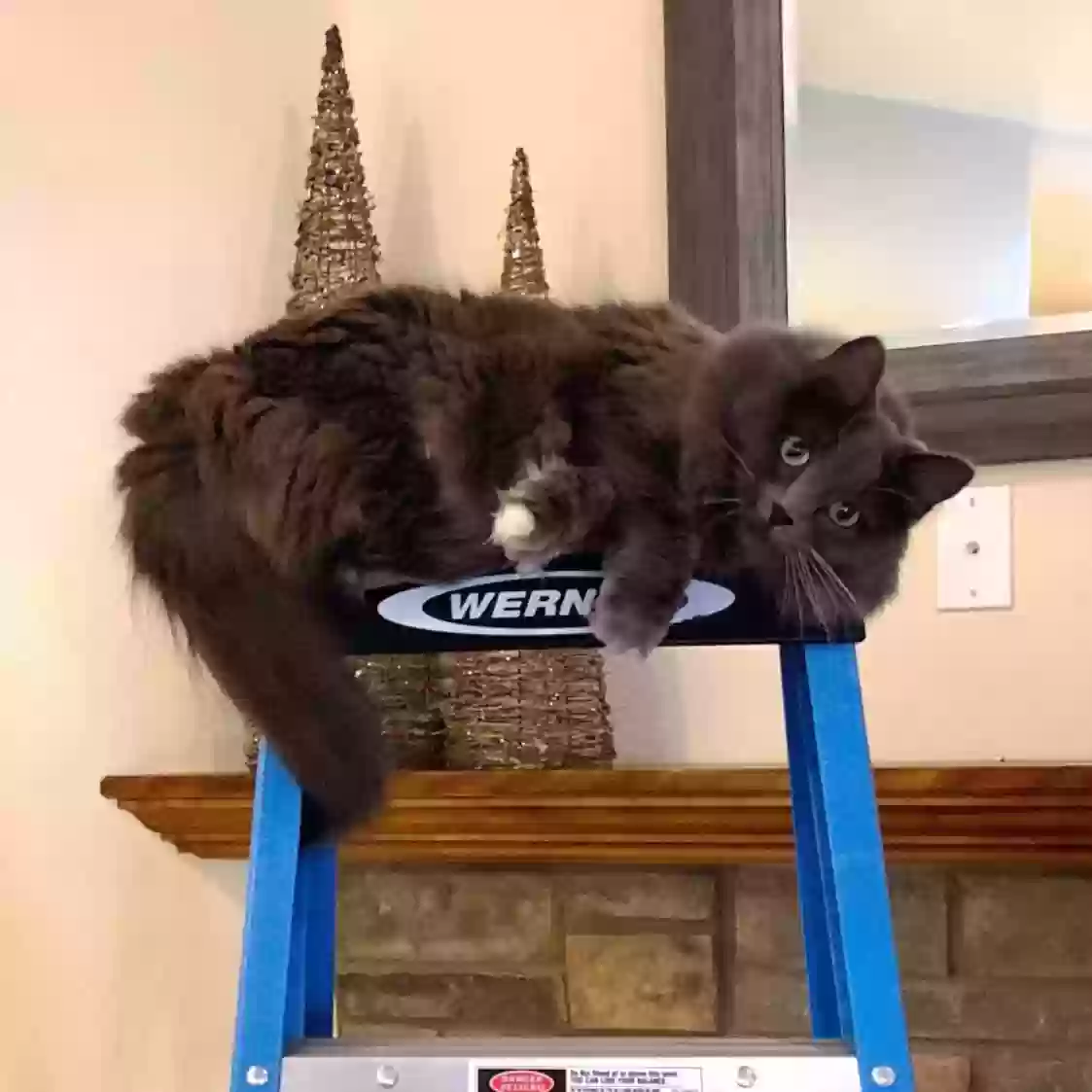 adoptable Cat in Prescott,AZ named Mia