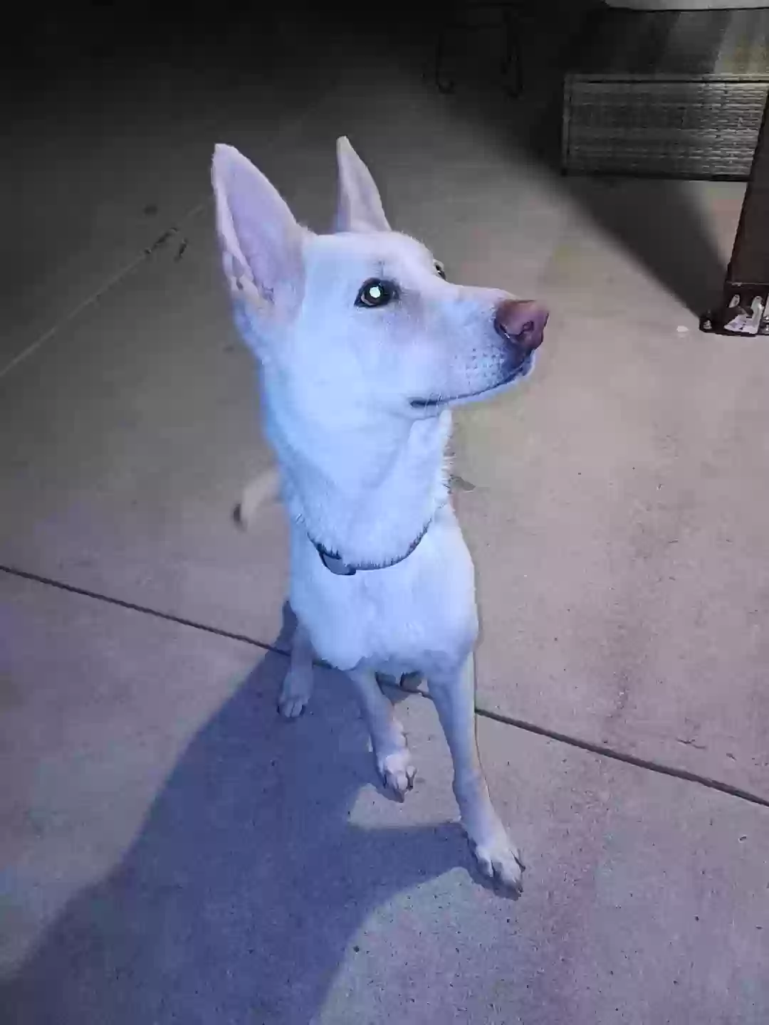 adoptable Dog in Aubrey,TX named Meridius