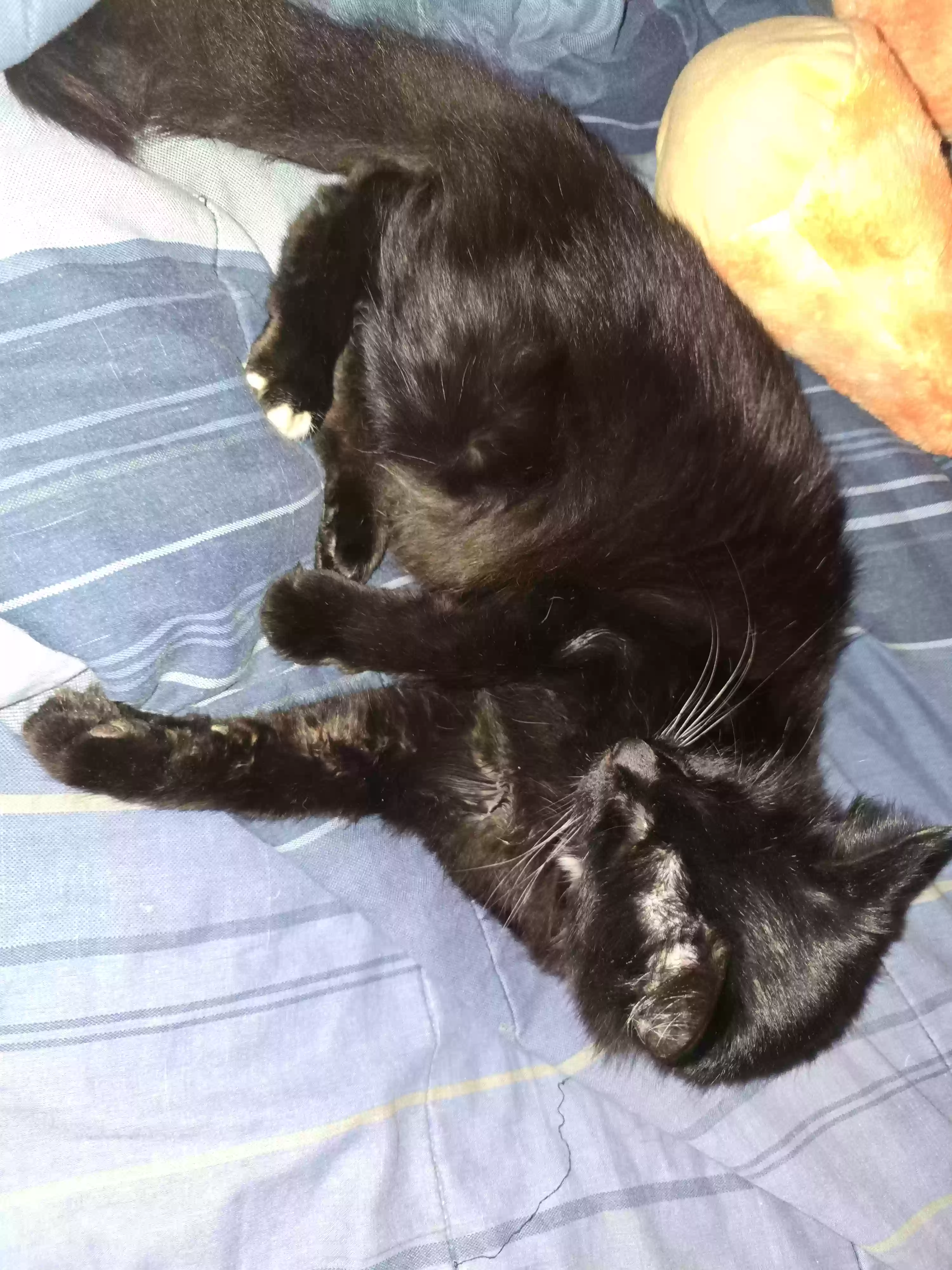 adoptable Cat in Fairfield,IA named Scruffy