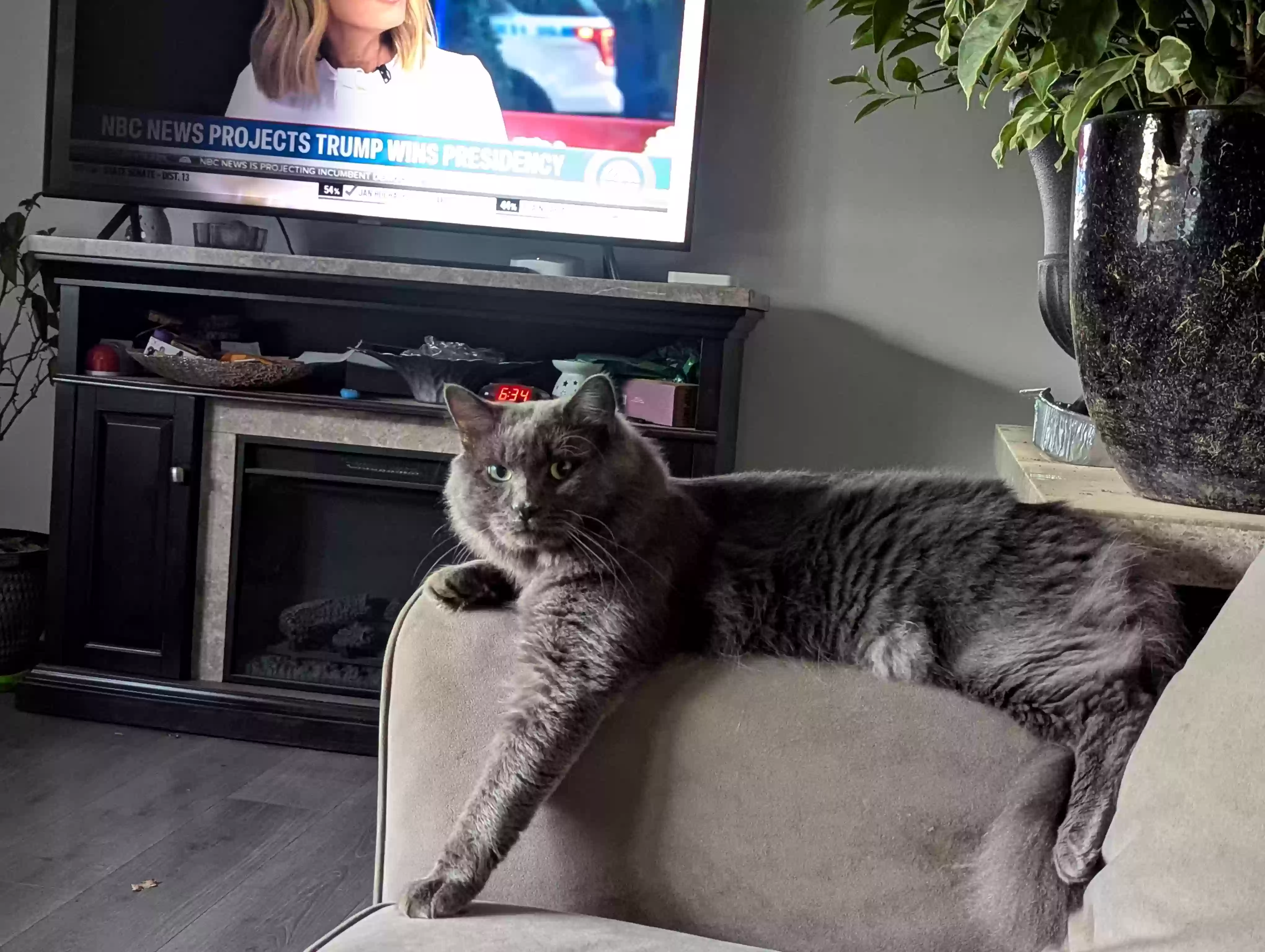 adoptable Cat in Burlington,CT named Remy
