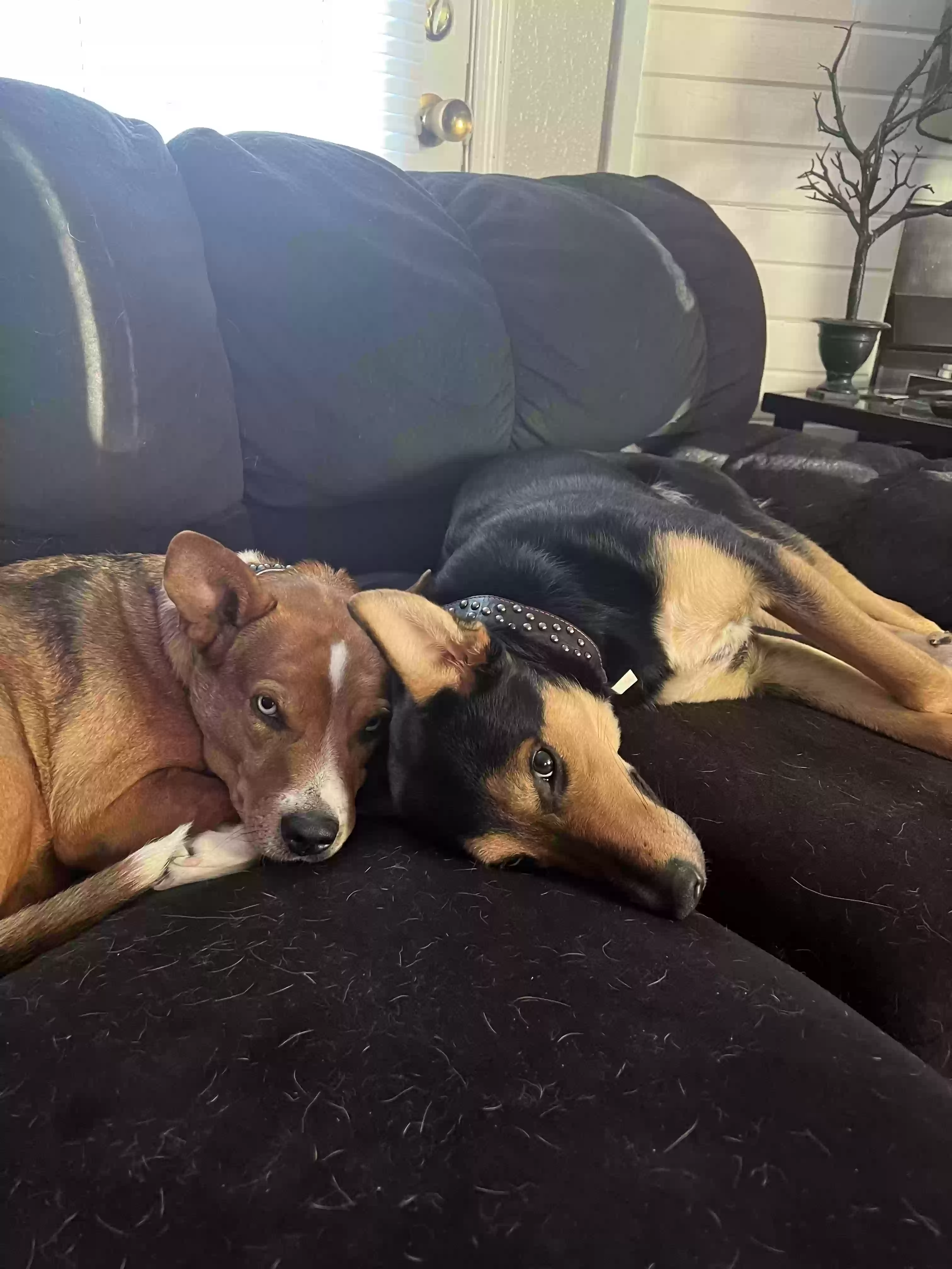 adoptable Dog in Lawton,OK named Royal -Riah
