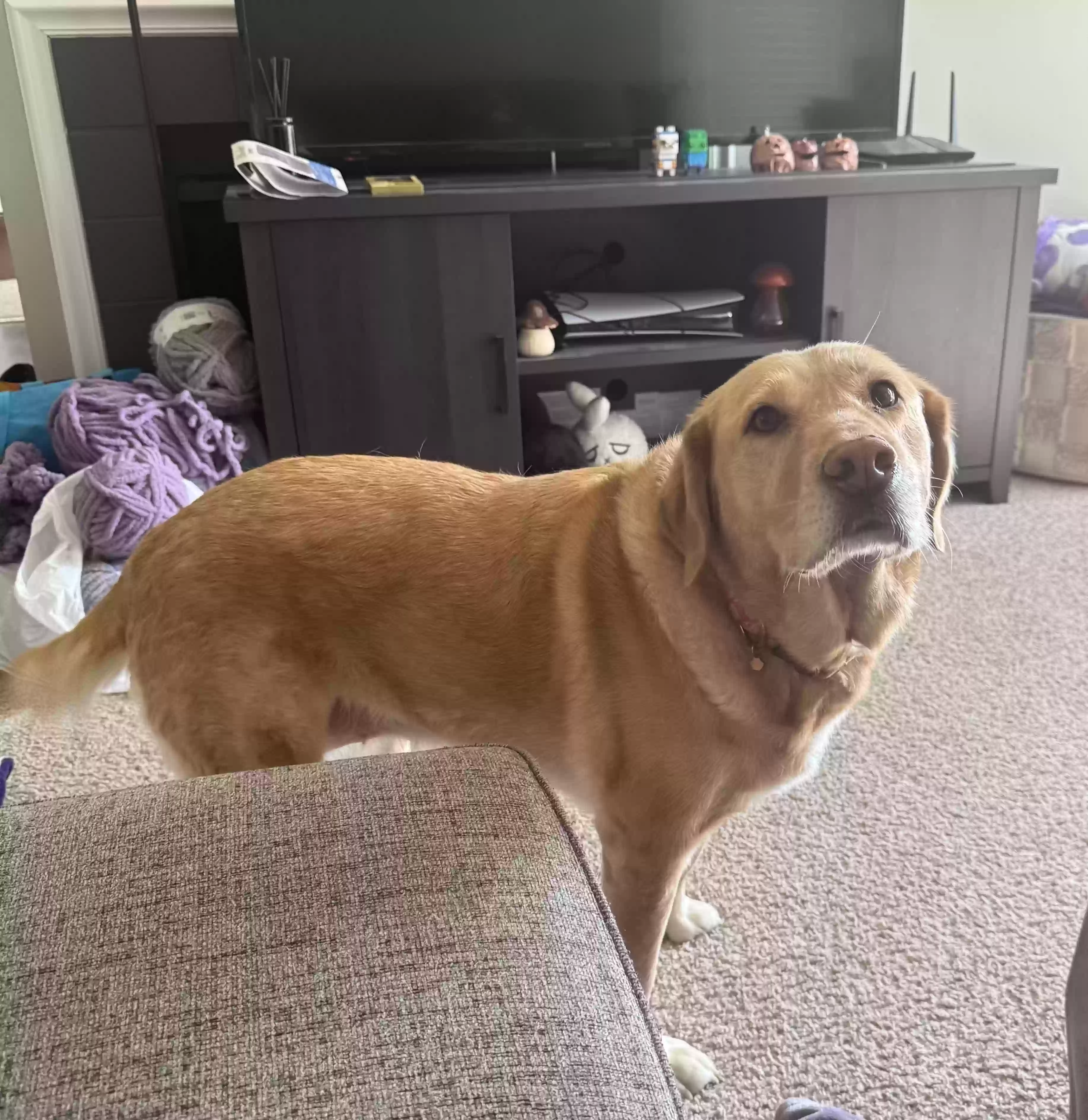 adoptable Dog in Jackson,TN named Olive