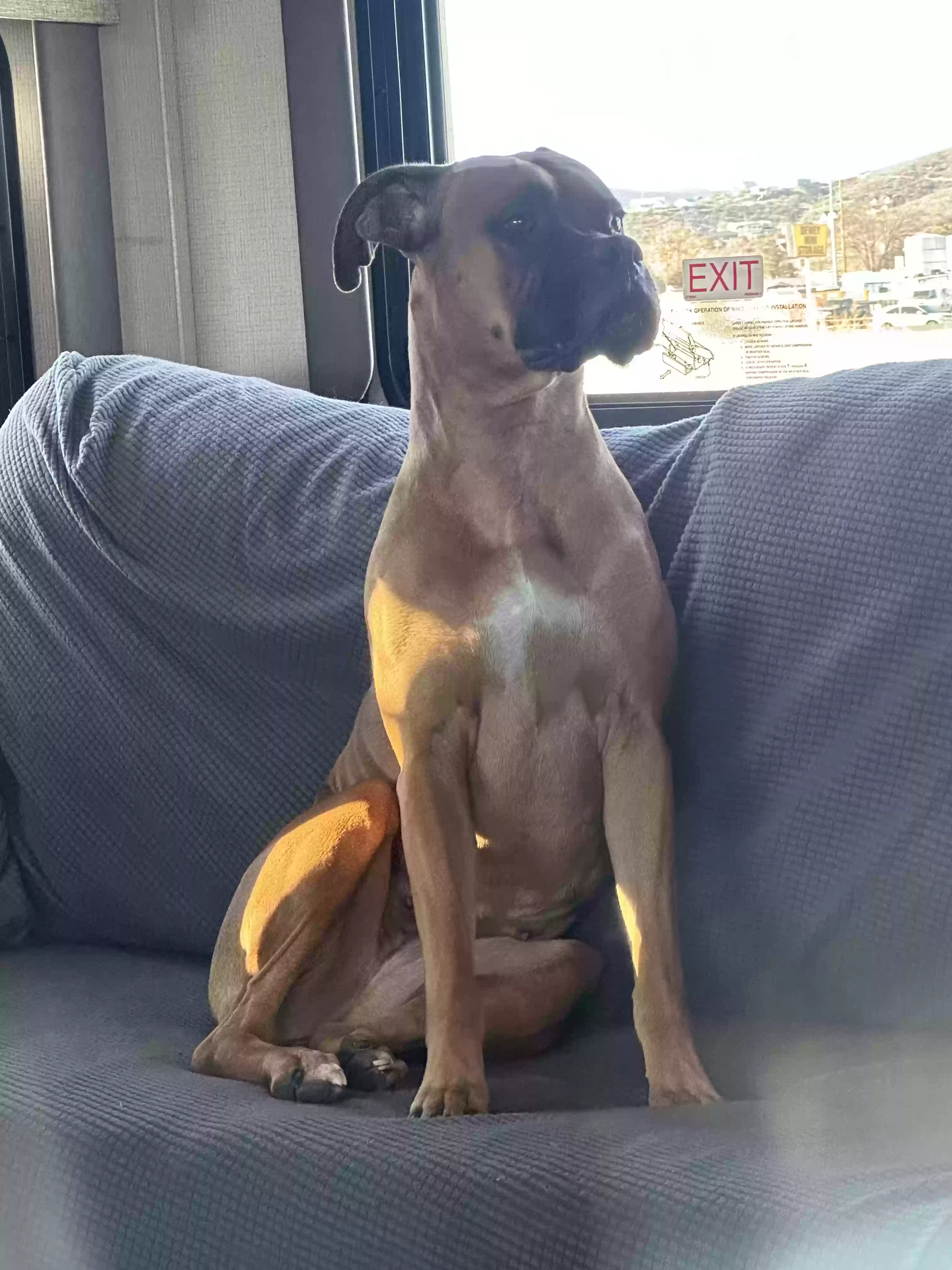 adoptable Dog in Dewey,AZ named Brownie