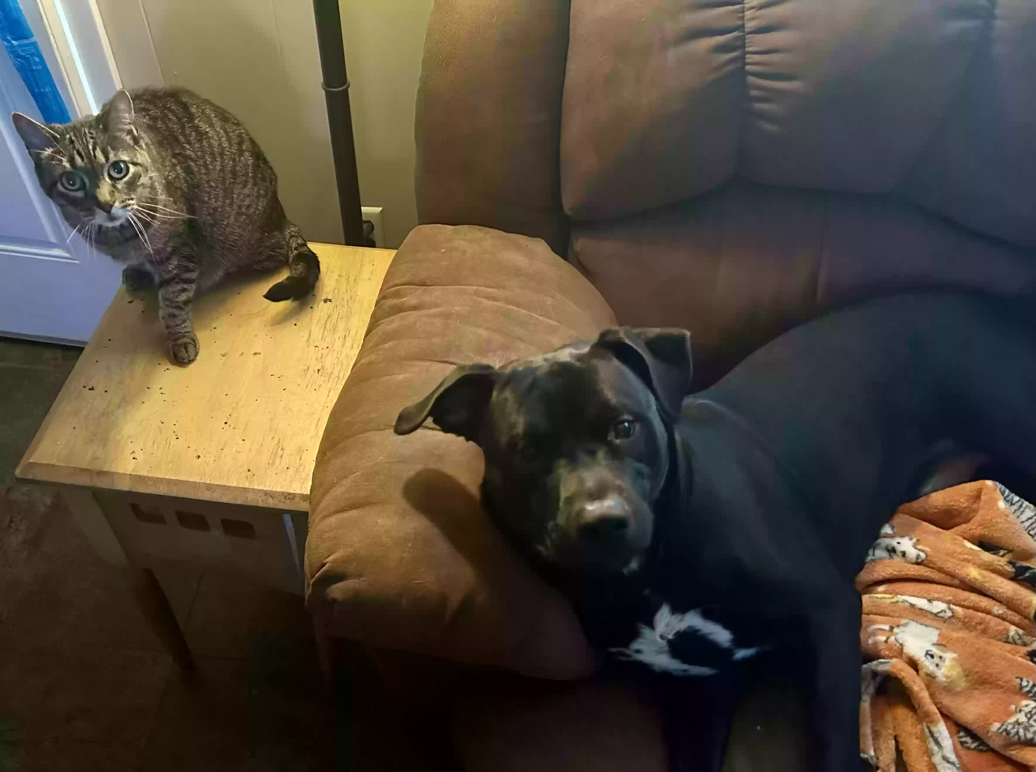 adoptable Dog in Oklahoma City,OK named Buddy