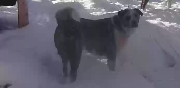 adoptable Dog in Payson,AZ named Apache