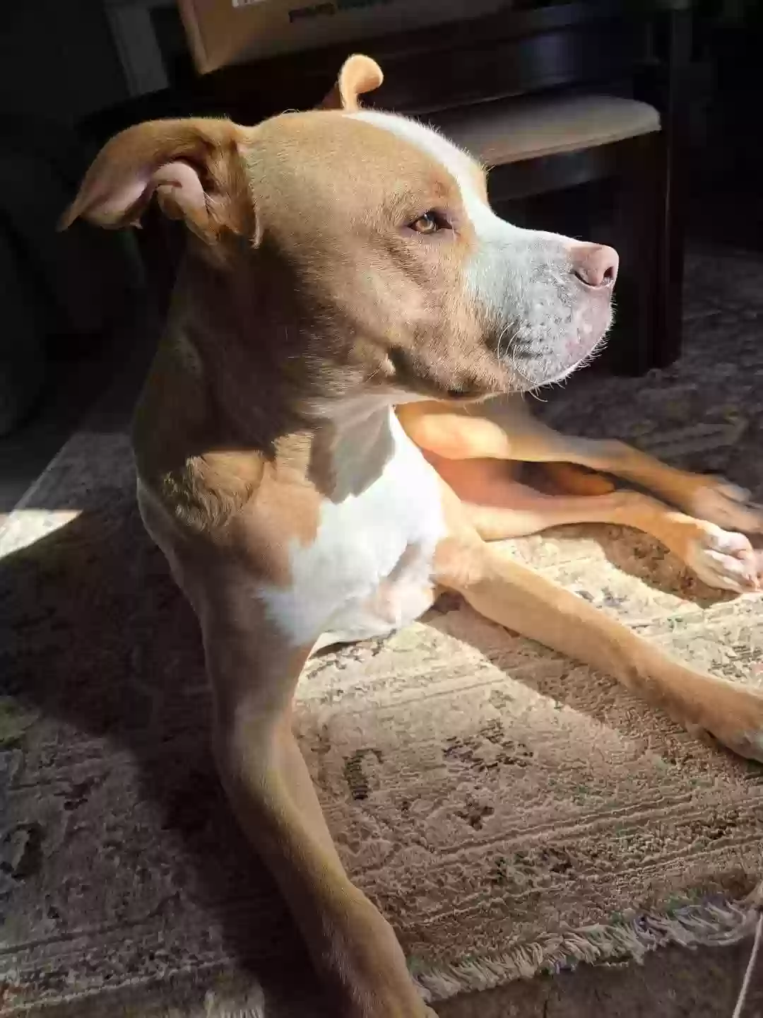 adoptable Dog in Fayetteville,GA named Belle