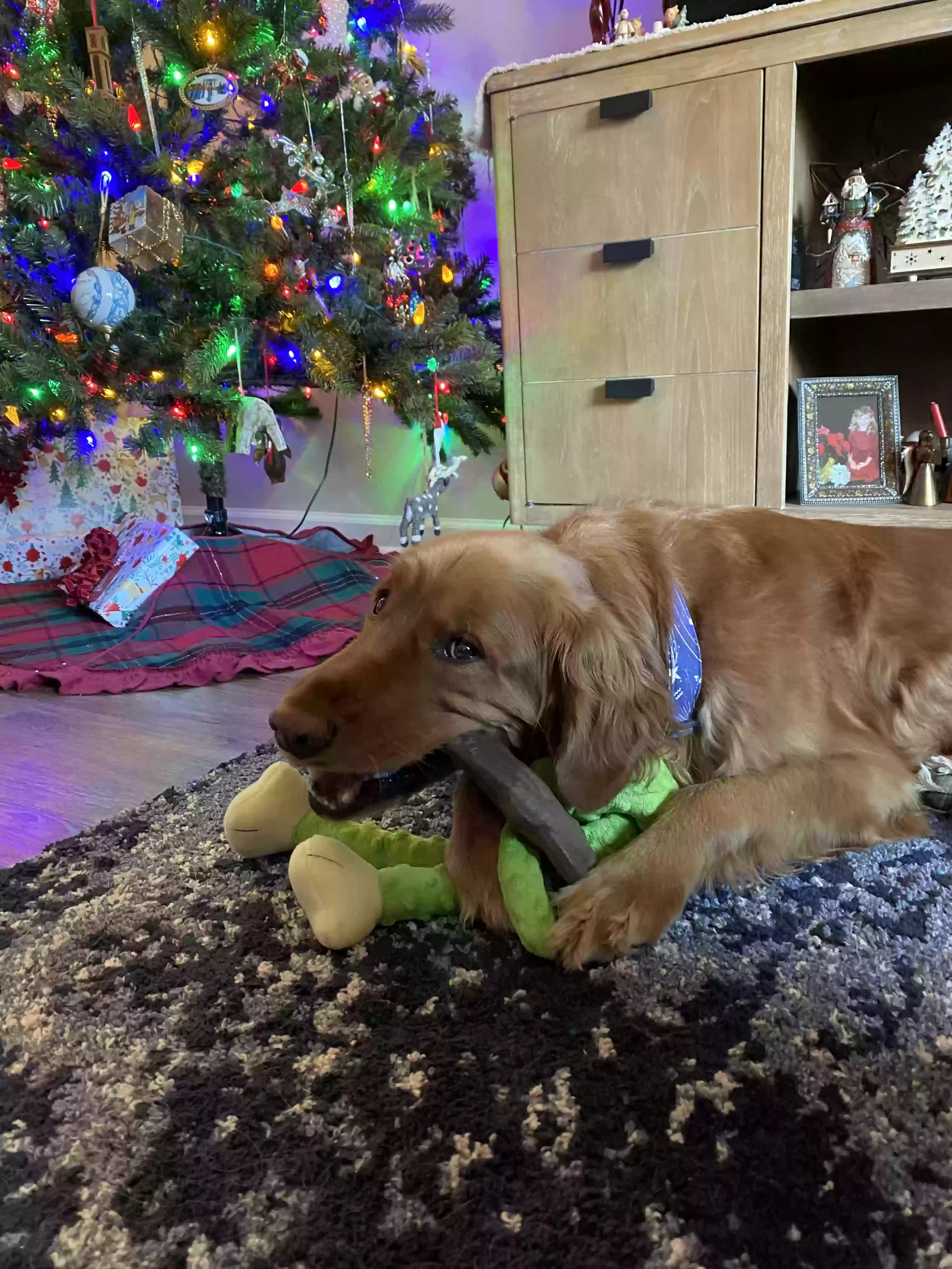 adoptable Dog in Garner,NC named Riley