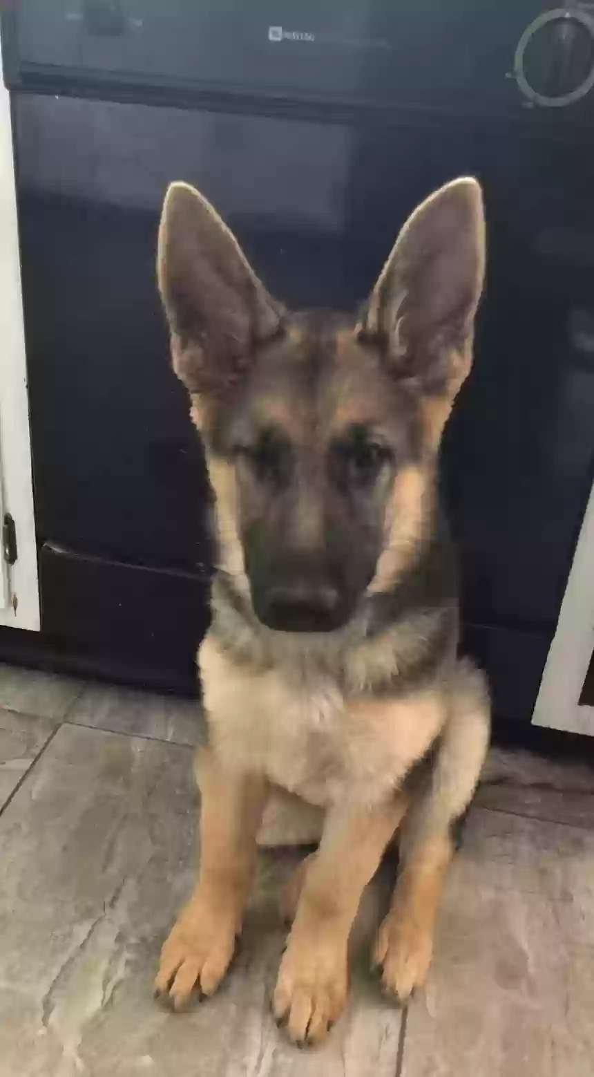 adoptable Dog in North Royalton,OH named Dutchess