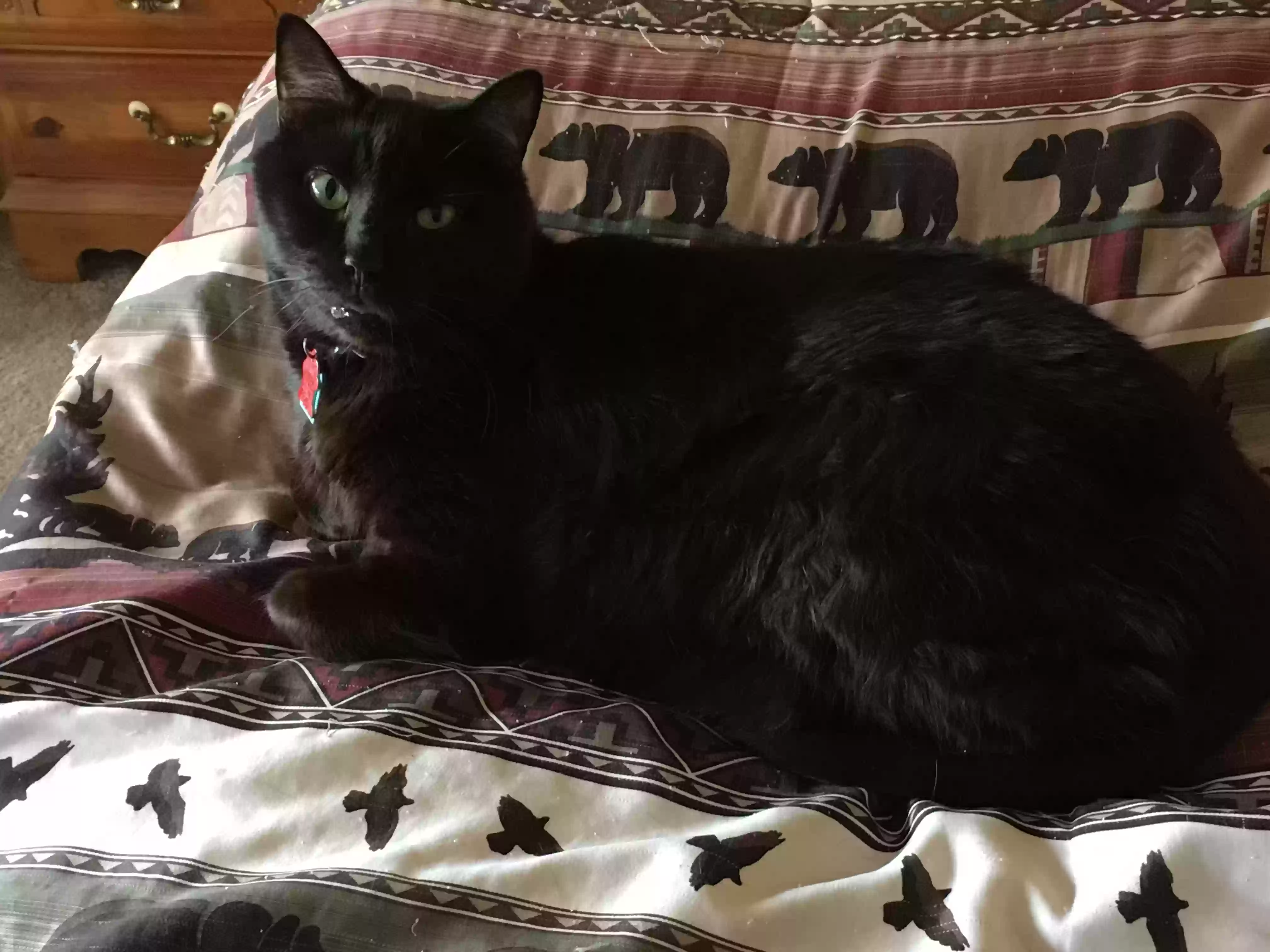 adoptable Cat in Marietta,GA named Asa