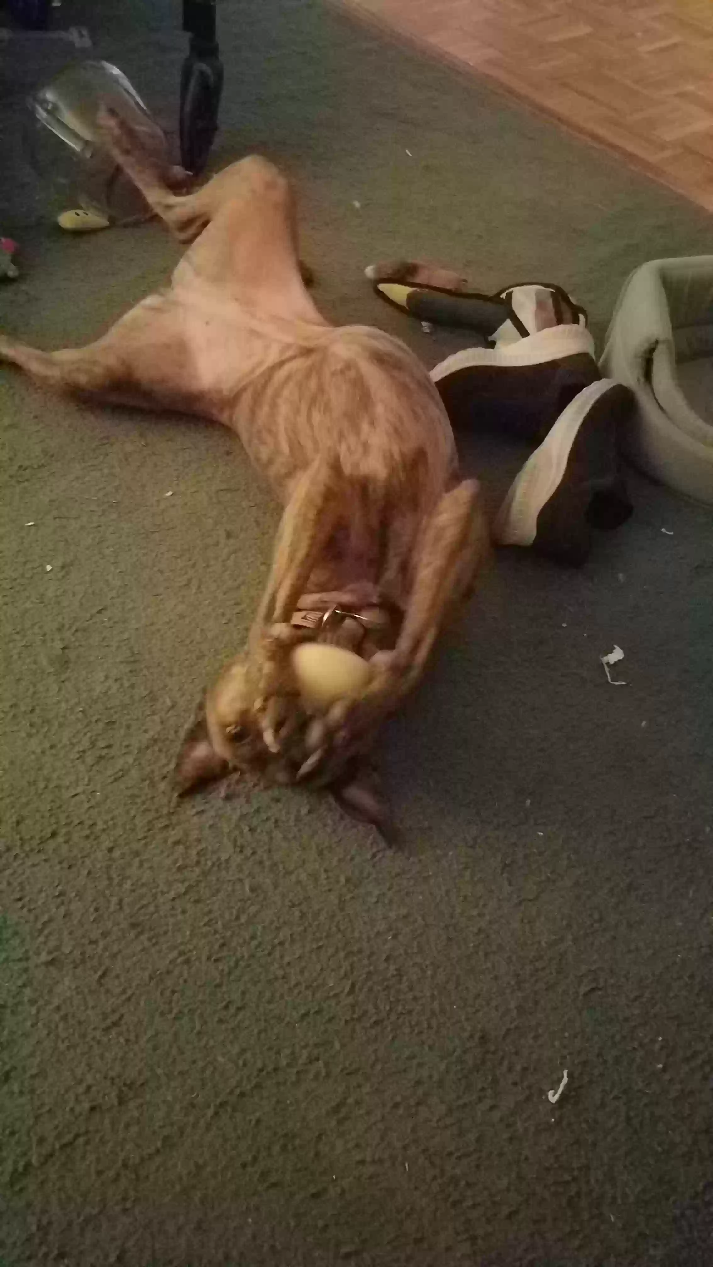 adoptable Dog in Cincinnati,OH named Skittles