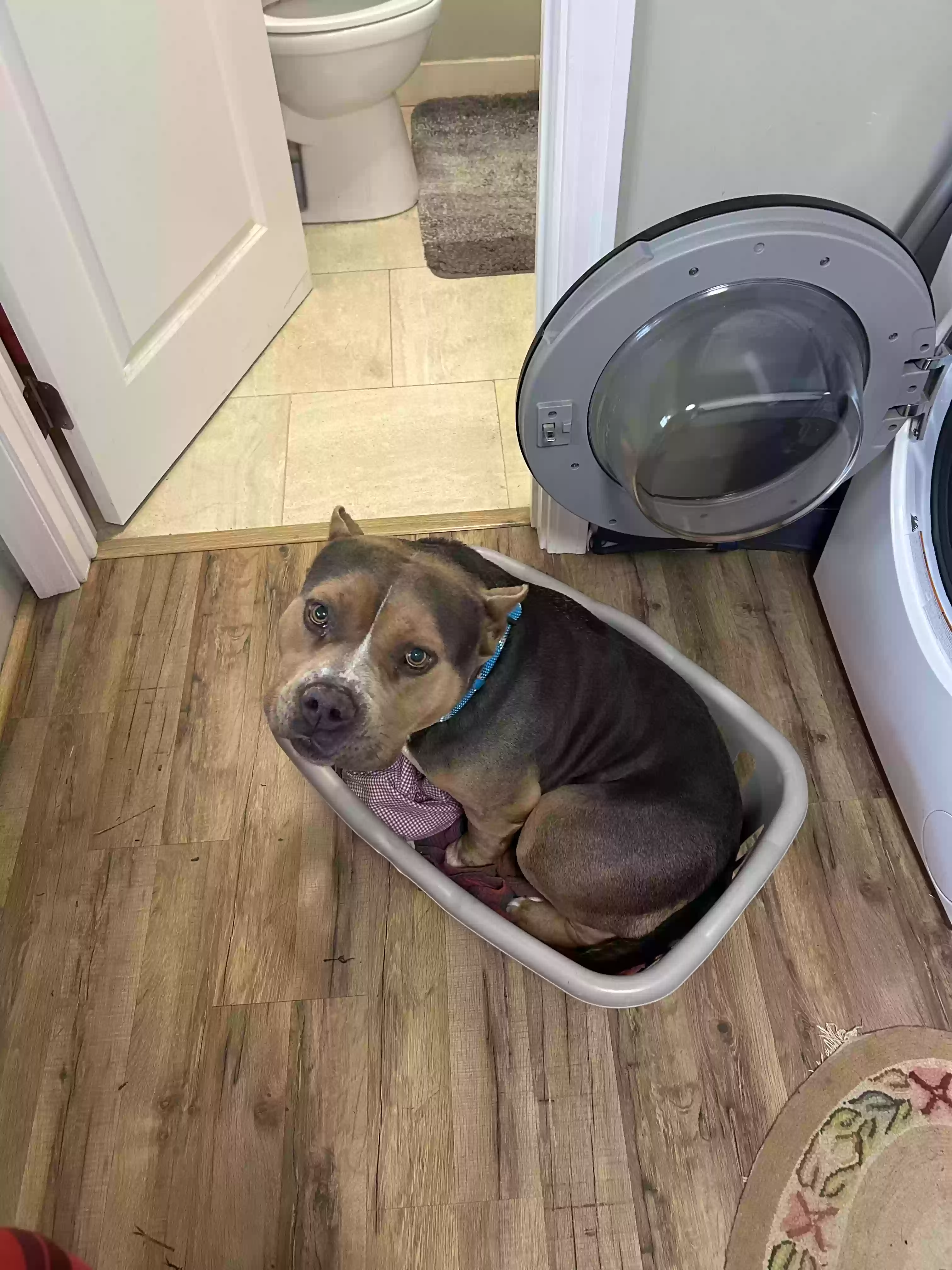 adoptable Dog in Napa,CA named Smokey