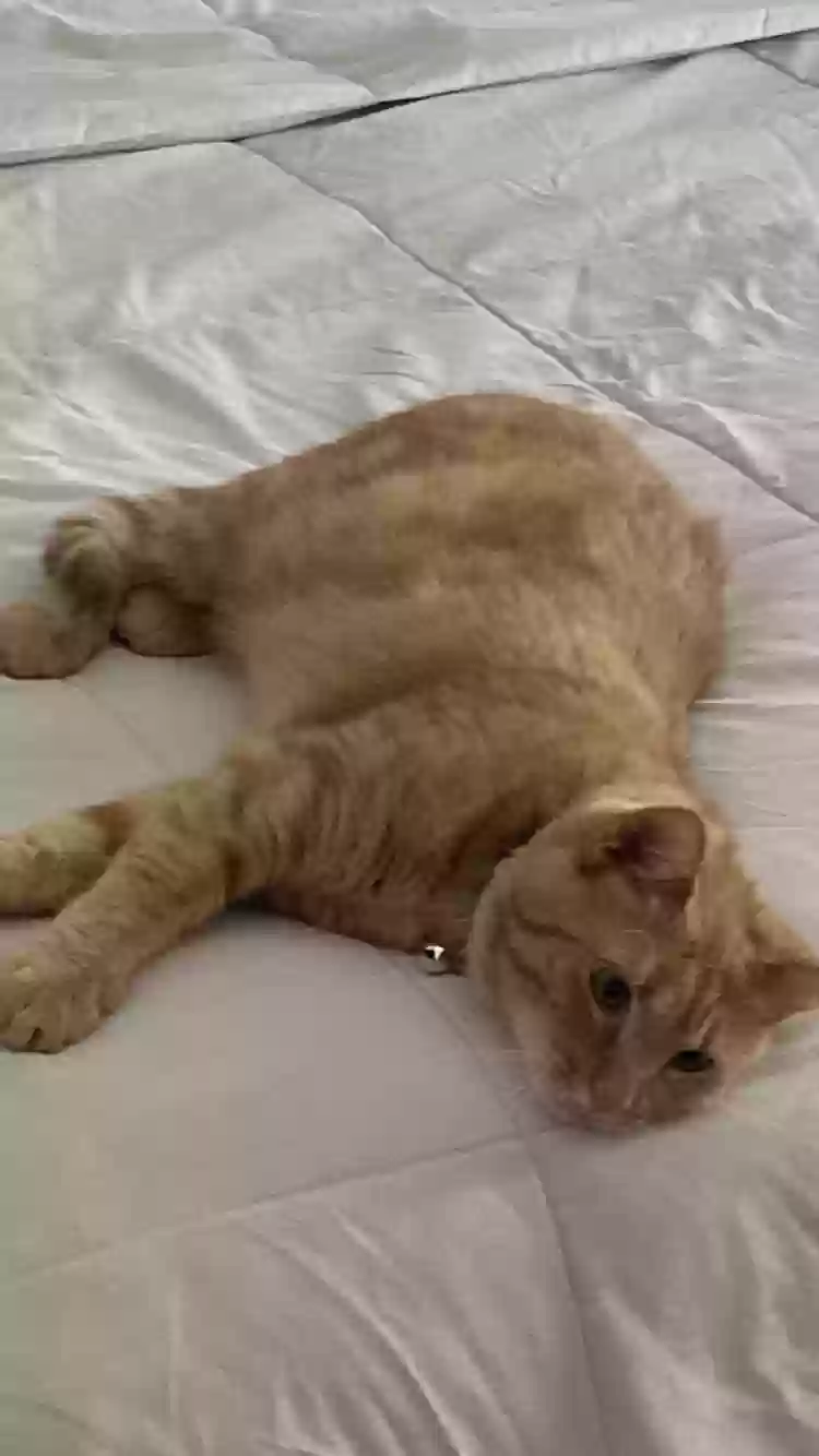 adoptable Cat in Smyrna,GA named