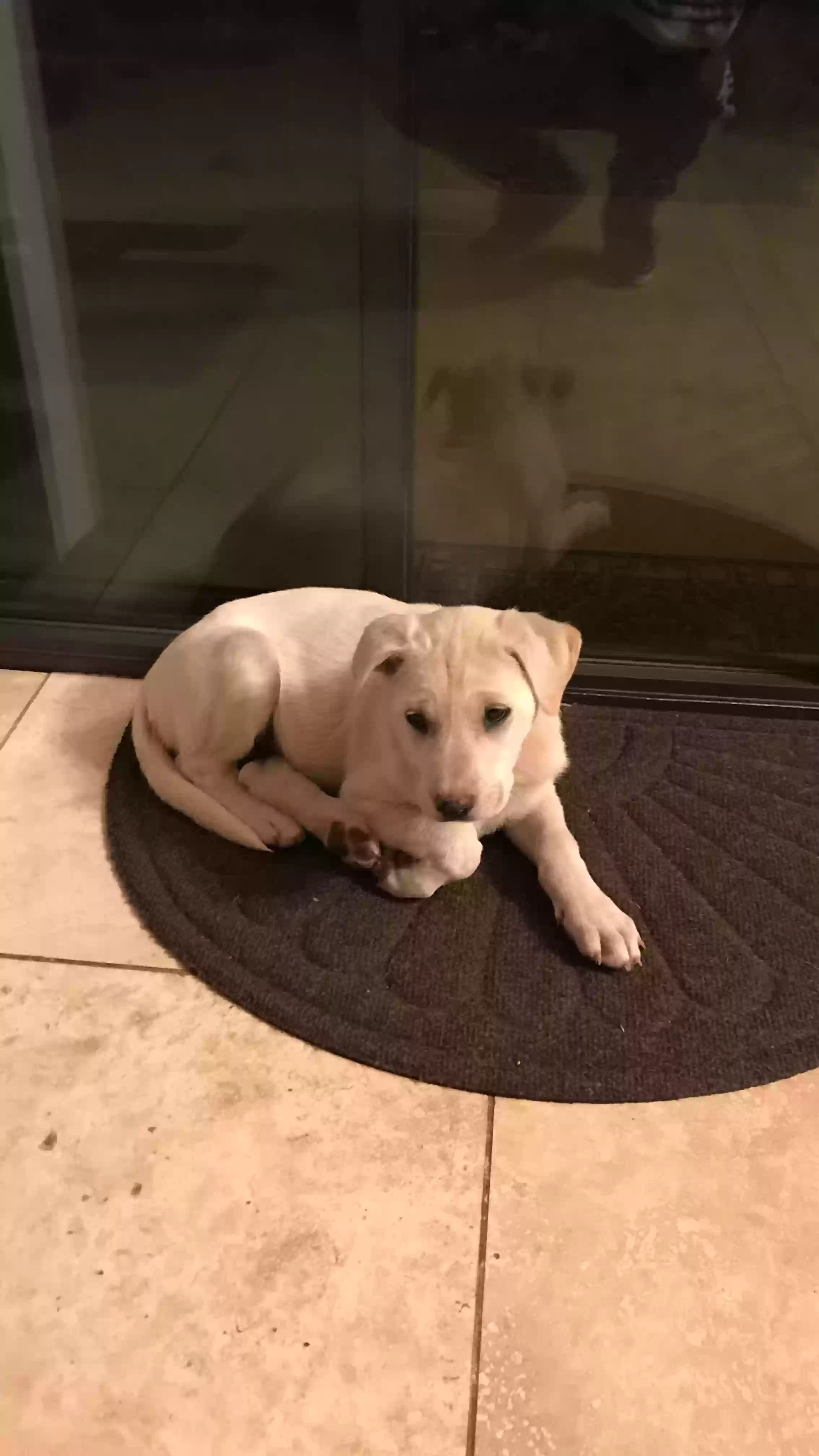 adoptable Dog in Prescott Valley,AZ named Sofia