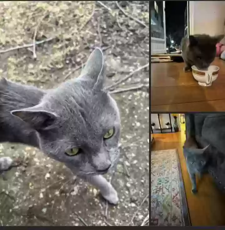 adoptable Cat in Chelsea,MA named Oliver